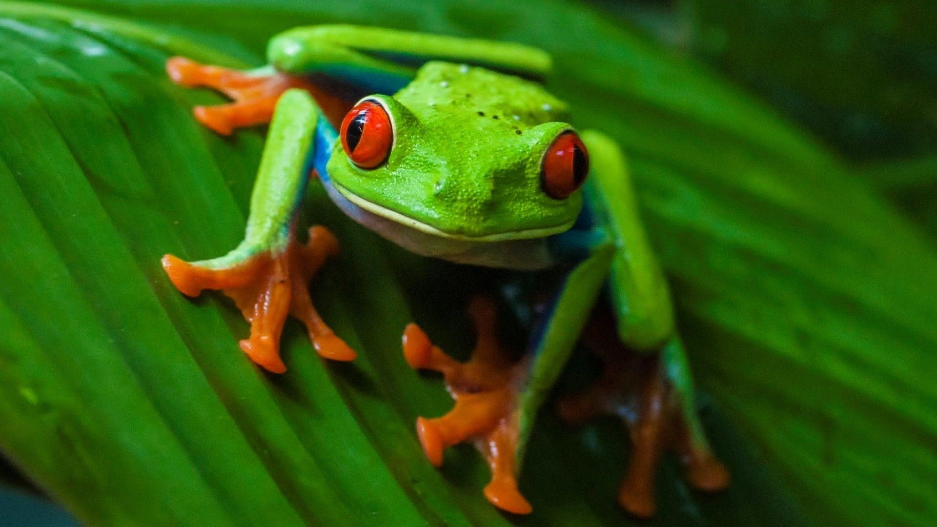 green tree frog wallpaper