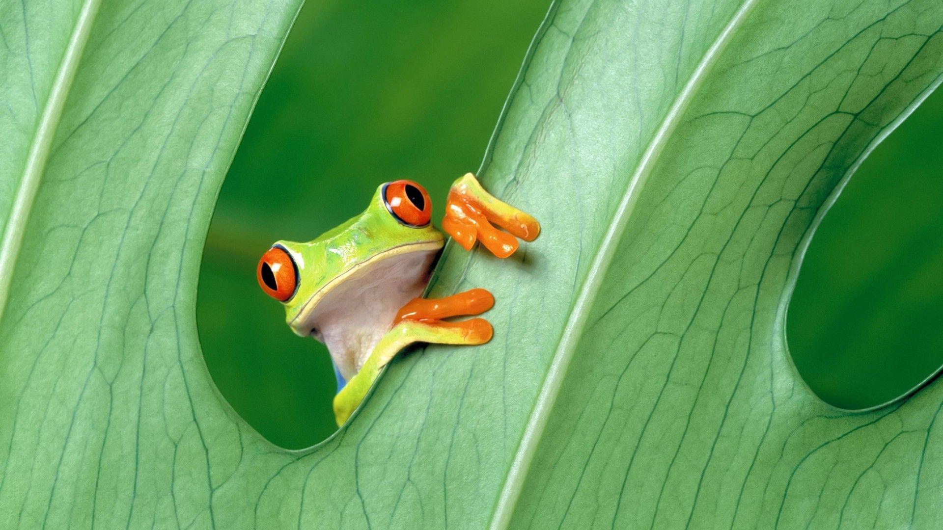 1920x1080 green, Frog, Animals, Amphibian, Leaves, Red Eyed Tree Frogs Wallpaper HD / Desktop and Mobile Background