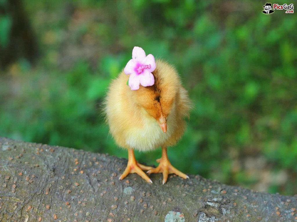 1024x768 Birds Wallpaper & Birds Picture HD Wallpaper New Colleciton
