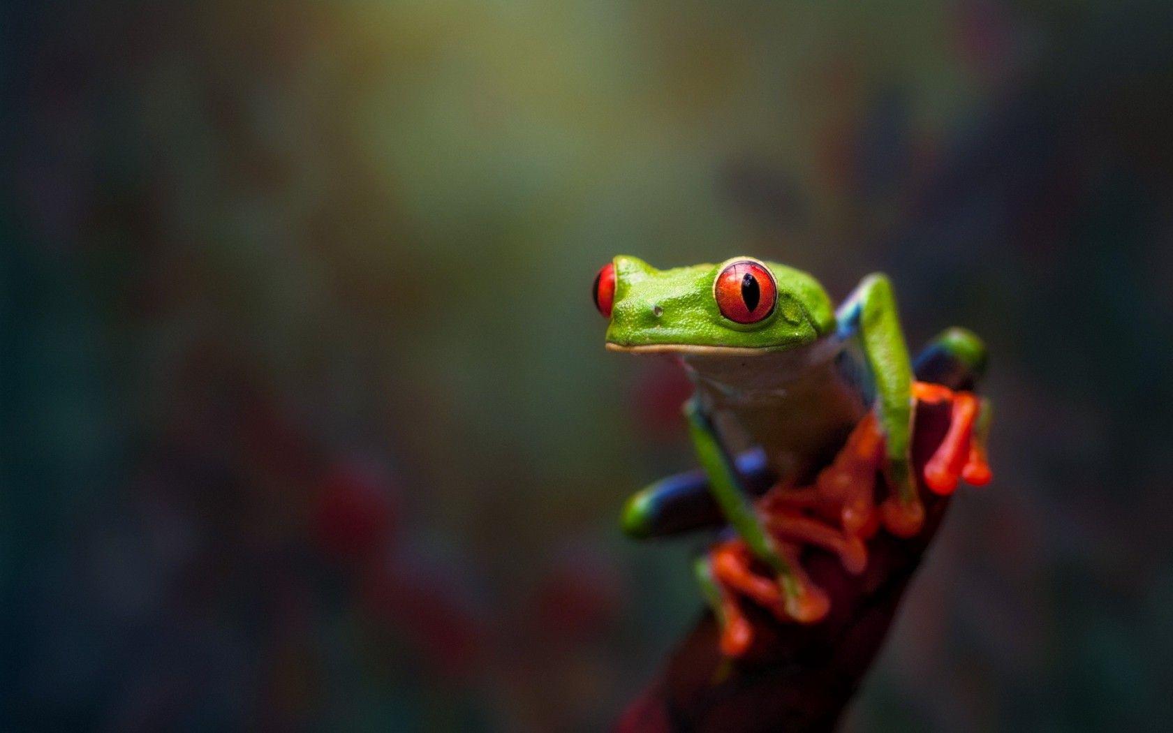 1680x1050 Cute Green Frog Background Image. HD Wallpaper Background