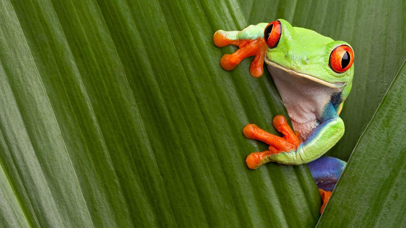 1600x900 Red Eyed Tree Frog wallpaper, Animal, HQ Red Eyed Tree Frog pictureK Wallpaper 2019