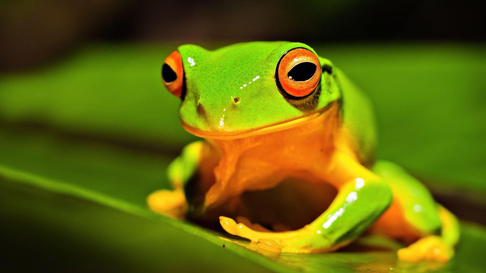 1920x1080 Green Frog Background