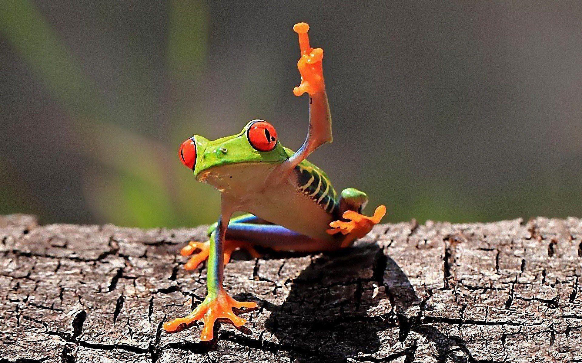1920x1200 middle finger, Frog, Amphibian, Red Eyed Tree Frogs HD Wallpaper / Desktop and Mobile Image & Photo