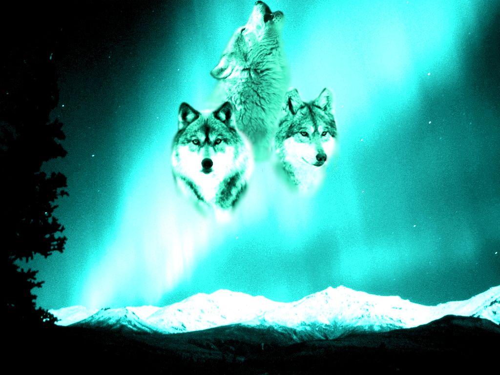 blue northern lights wolf