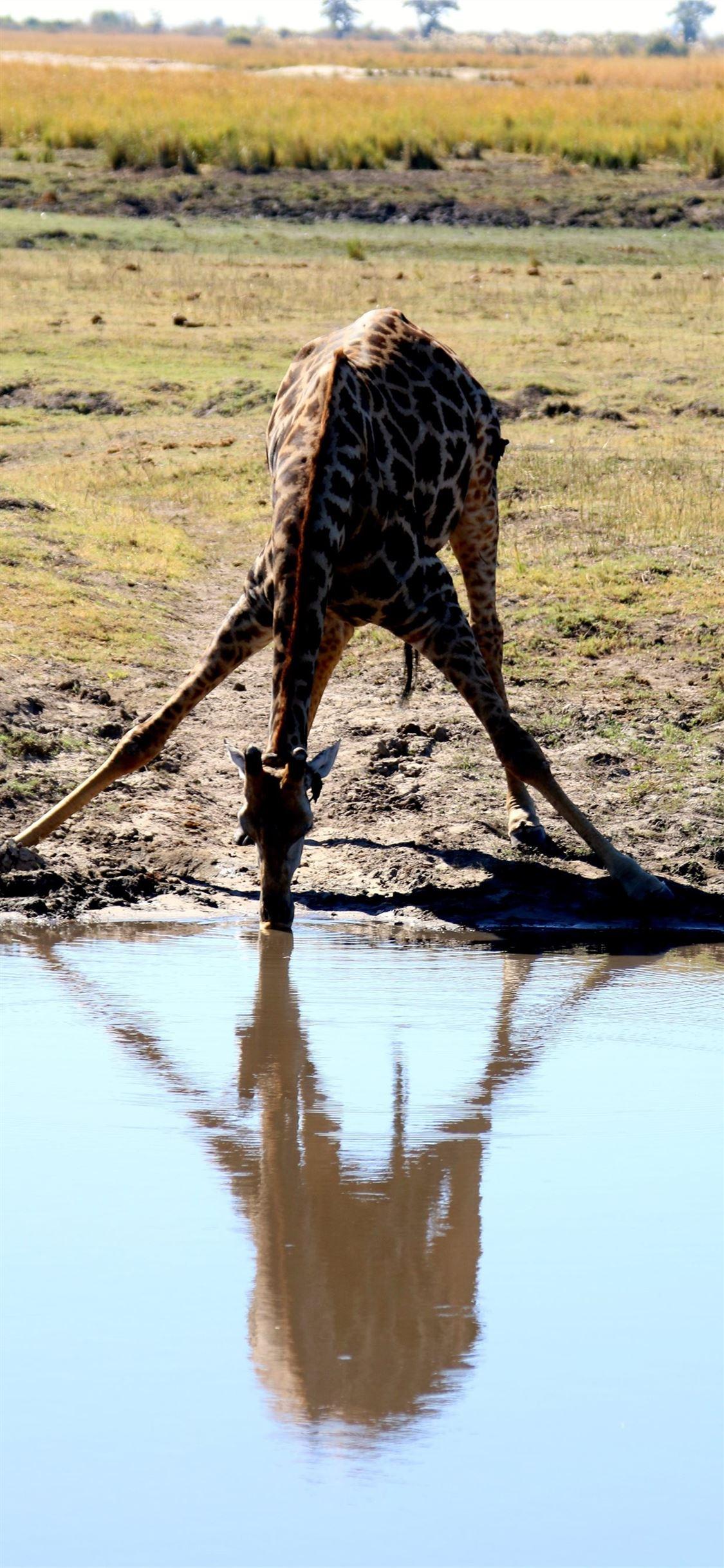 1125x2436 Africa Animal Zebra Safari Serengeti animal wildli. iPhone X Wallpaper Free Download