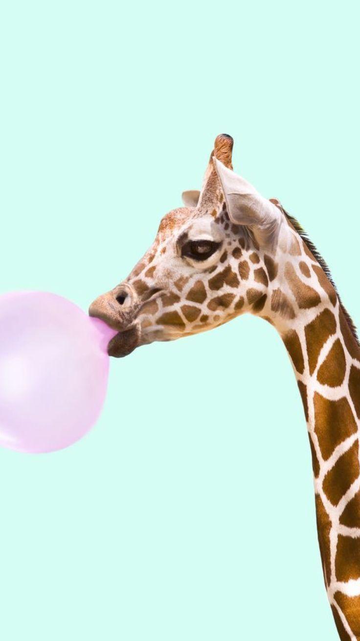 736x1309 chewing gum #safari. Papel de parede de arte, Wallpaper outono iphone, Papel de parede para iphone