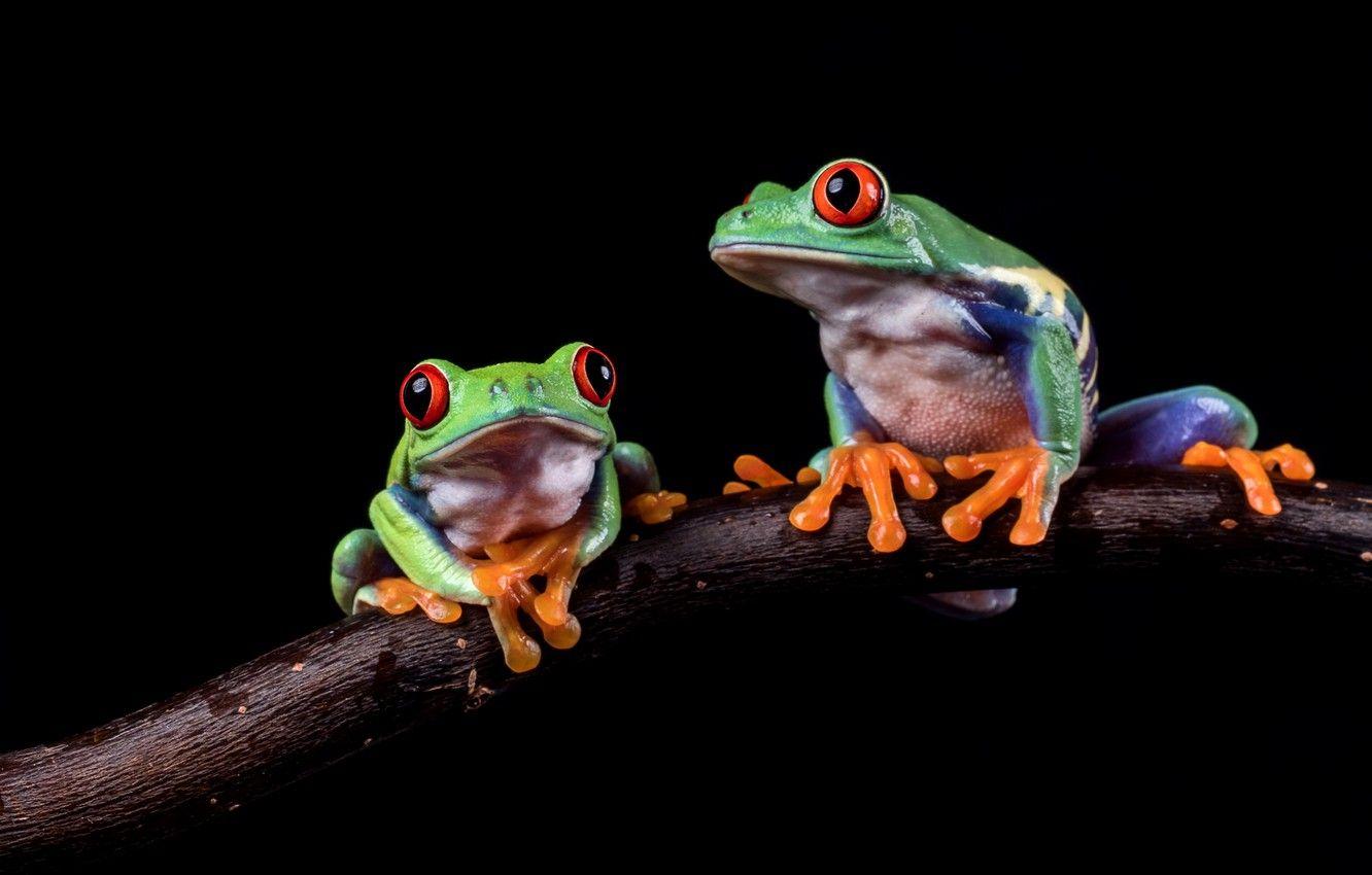 1332x850 Wallpaper Look, Macro, Pose, Two, Frog, Branch, Green, Pair, Frogs, Black Background, A Couple, Duo, On The Branch, Composition, Red Eyed Tree Frog Image For Desktop, Section макро