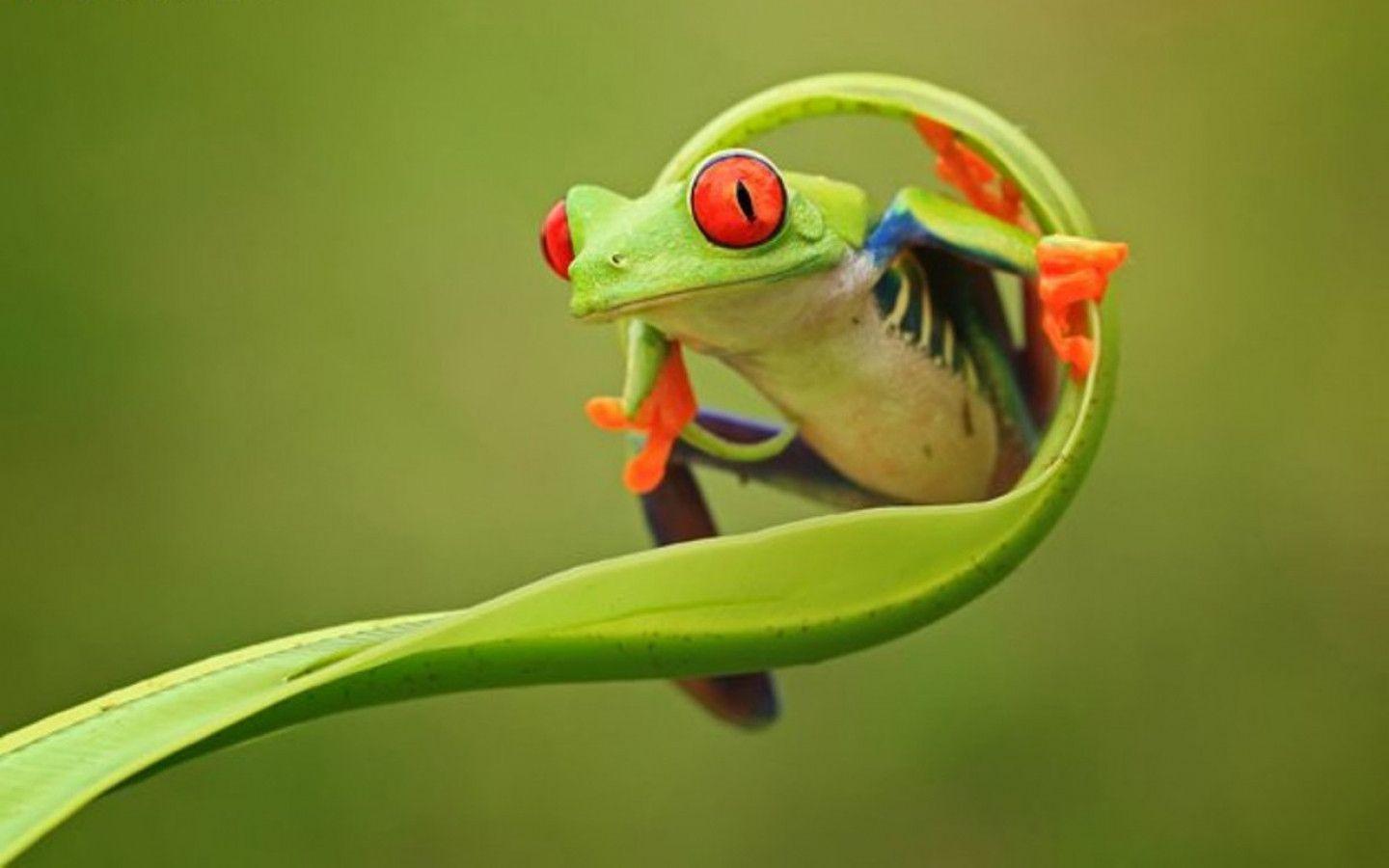 1440x900 Frog Background