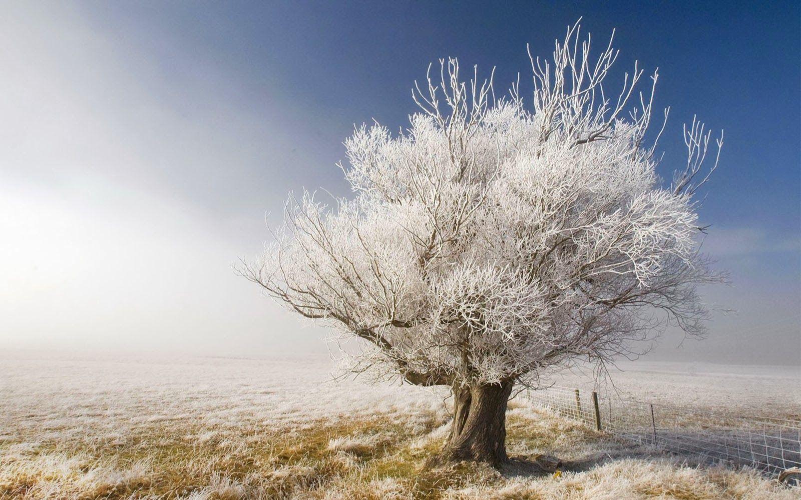 1600x1000 white tree image white tree HD wallpaper and background, white tree winter wallpaper 1920x1080 wallpoper, white tree fog mist forest HD wallpaper lovely desktop, more snowy trees