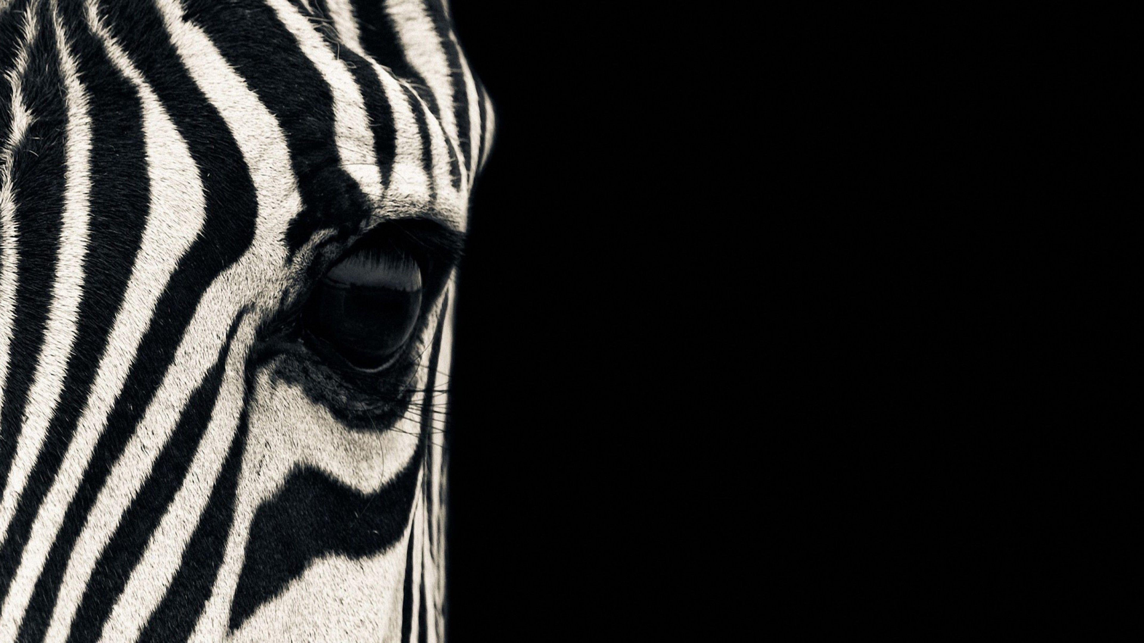 3840x2160 Wallpaper Zebra, eye, Black & White, couple, cute animals, Animals