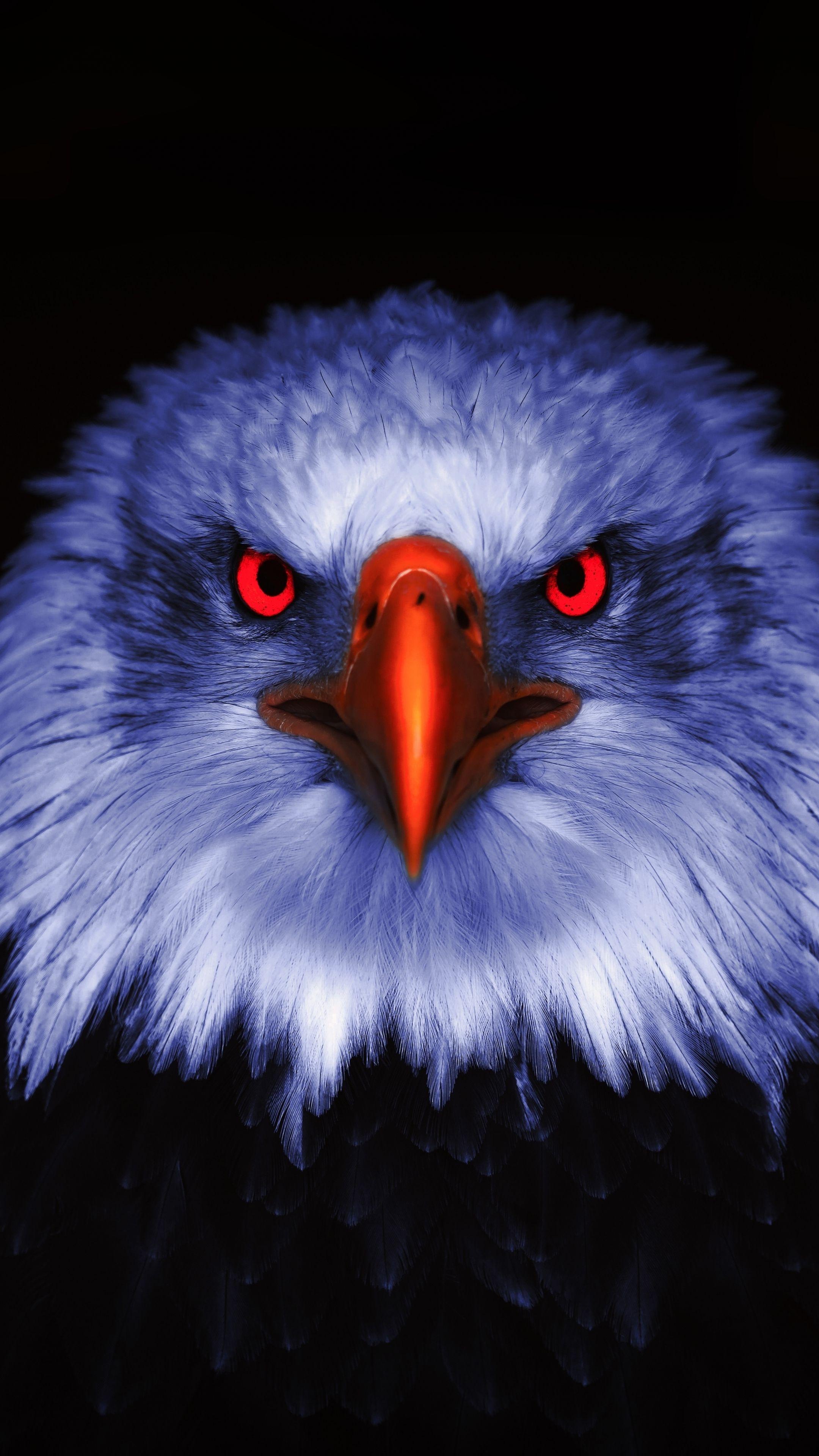 eagle eye banner