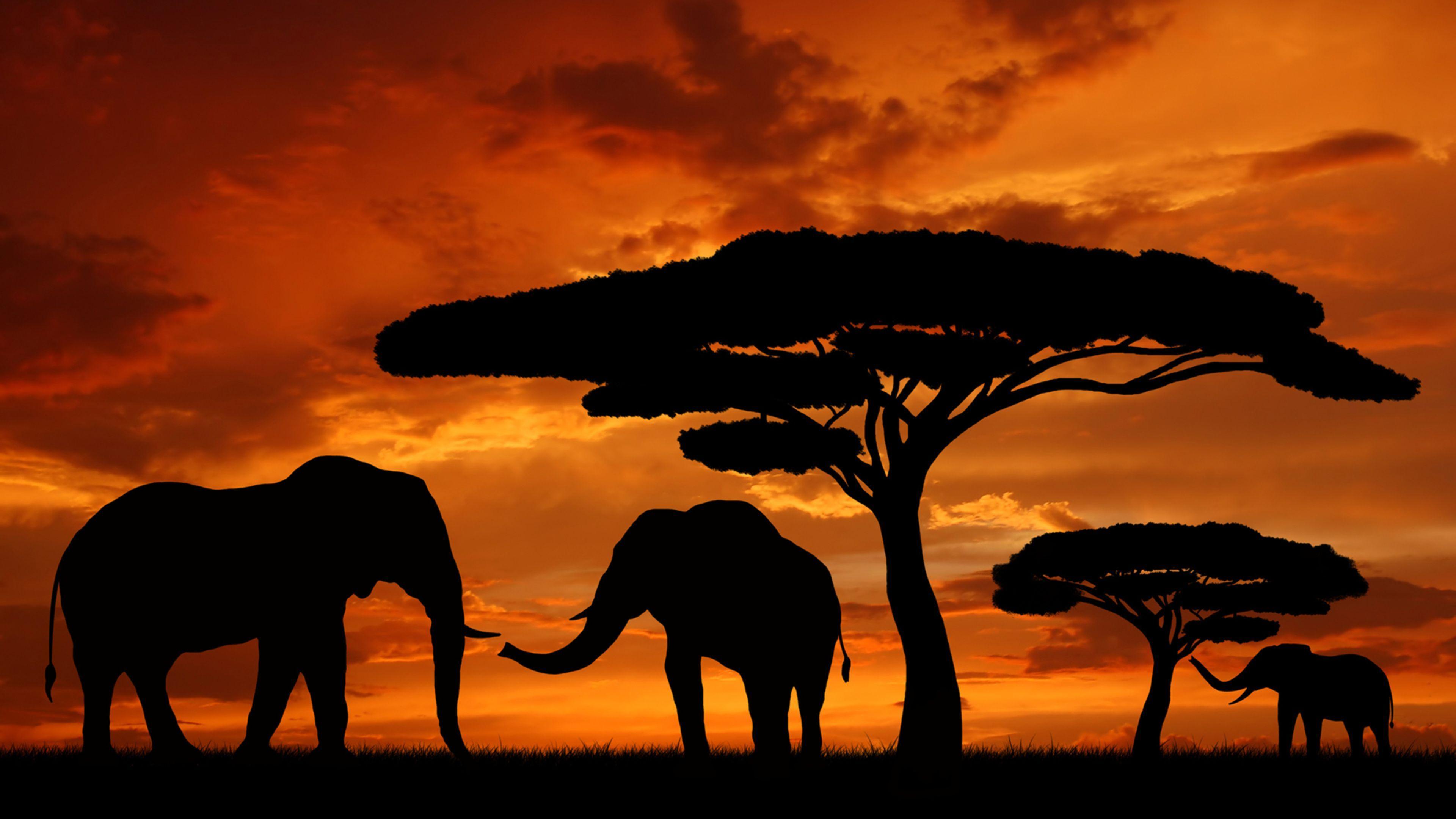 3840x2160 Africa Sunset Wallpaper For Android. African sunset, Elephant silhouette, Africa sunset