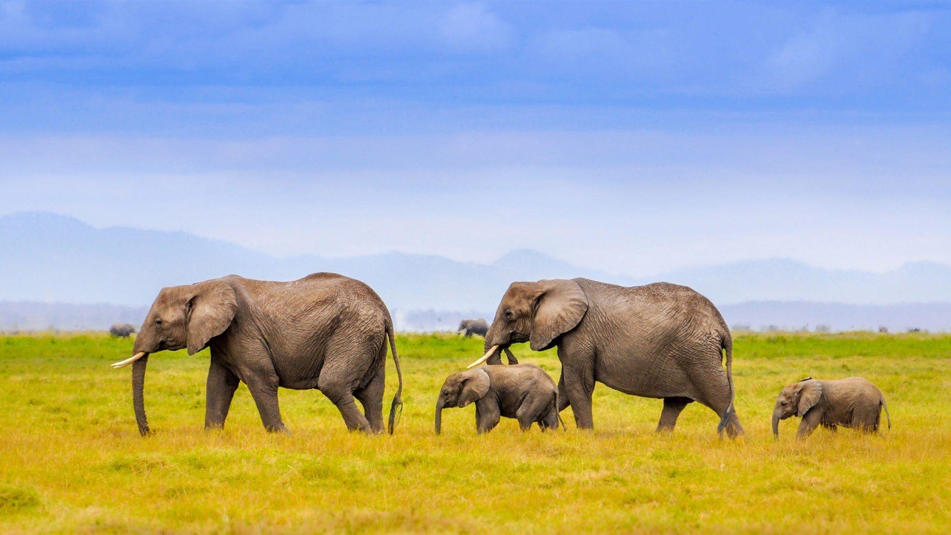 Elephant Family Wallpapers Top Free Elephant Family Backgrounds 