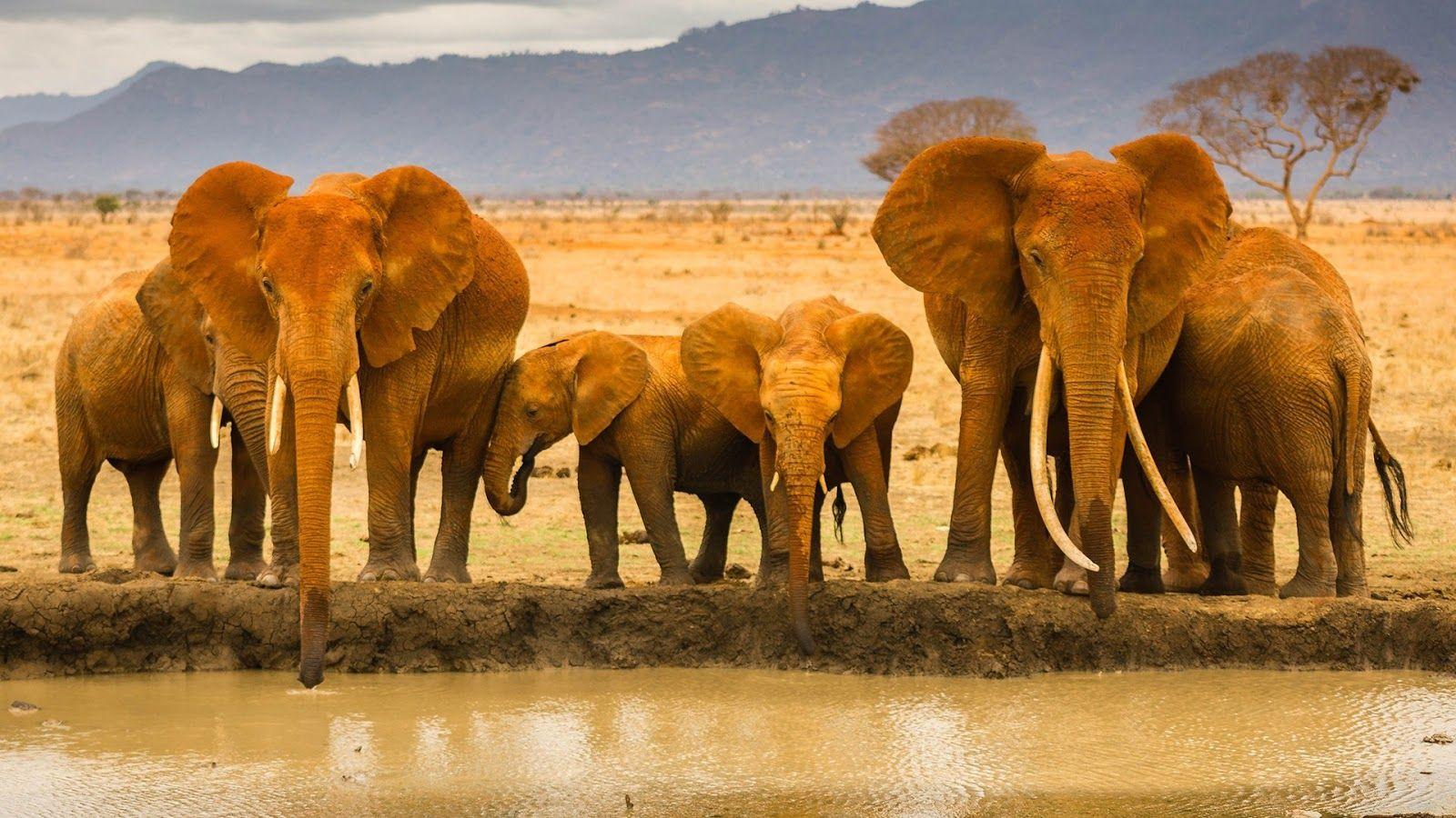 Elephant Family Wallpapers - Top Free Elephant Family Backgrounds