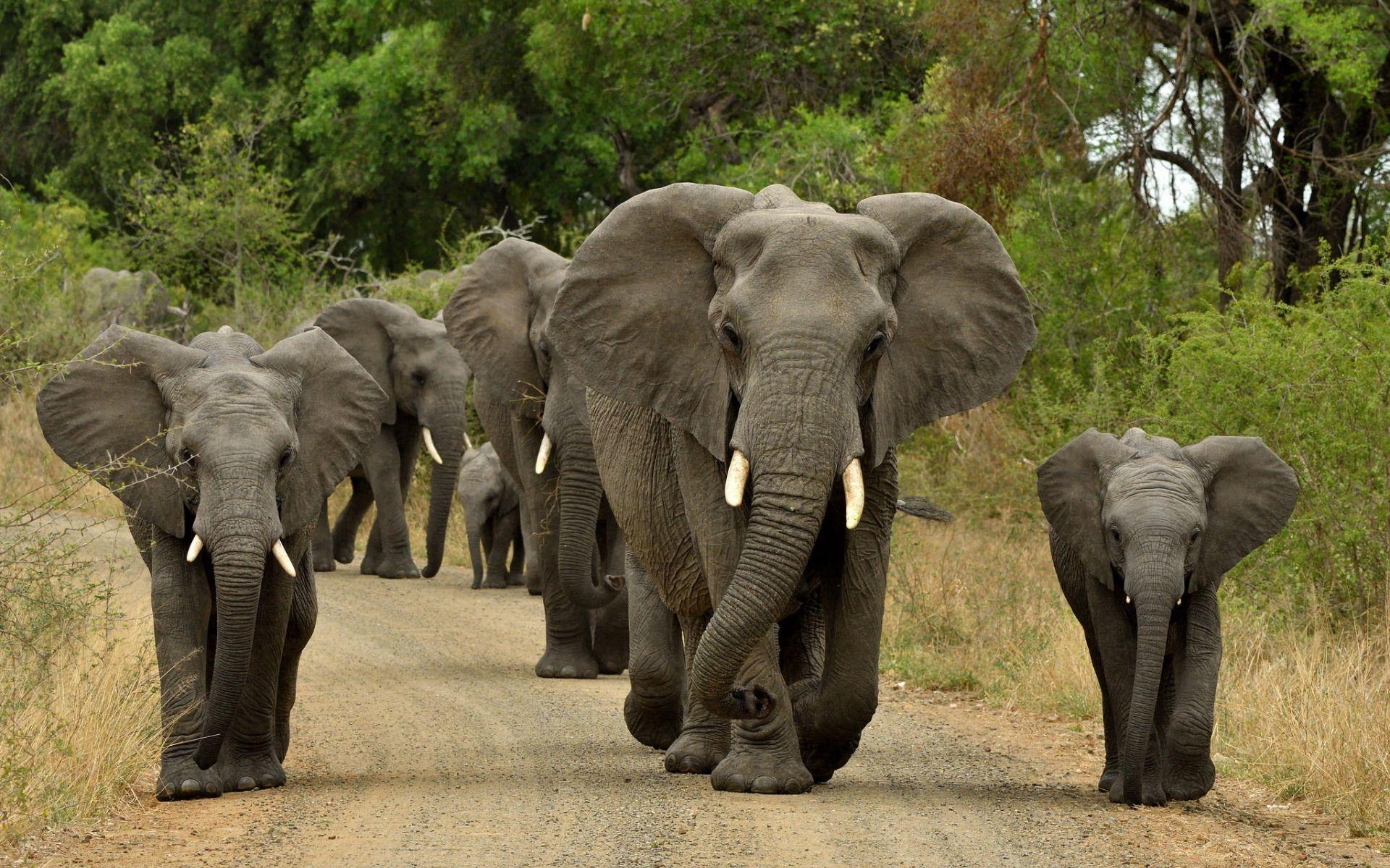 1920x1200 Download wallpaper elephants, family, Africa, small elephant, flock, wildlife for desktop with resolution 1920x1200. High Quality HD picture wallpaper