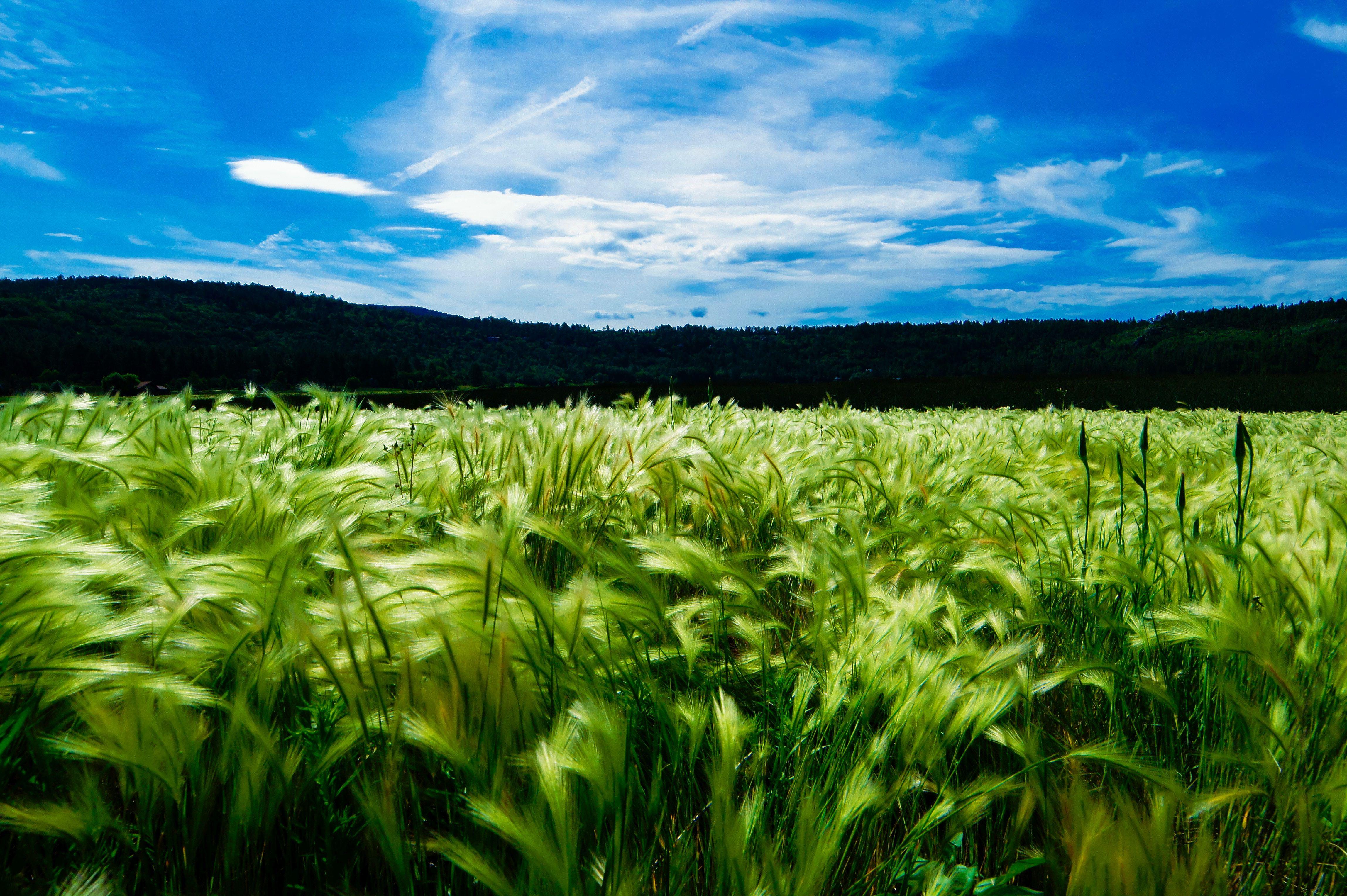 4592x3056 4592x3056 #fresh, #windy, #sky, #agriculture, #rural, #nature, #wheat, #farmland, #meadow, #crop, #green, #summer, #harvest, #field, #food, #landscape, #wind, #blue, #Free image, #plant, #farming. Mocah.org HD Desktop Wallpaper