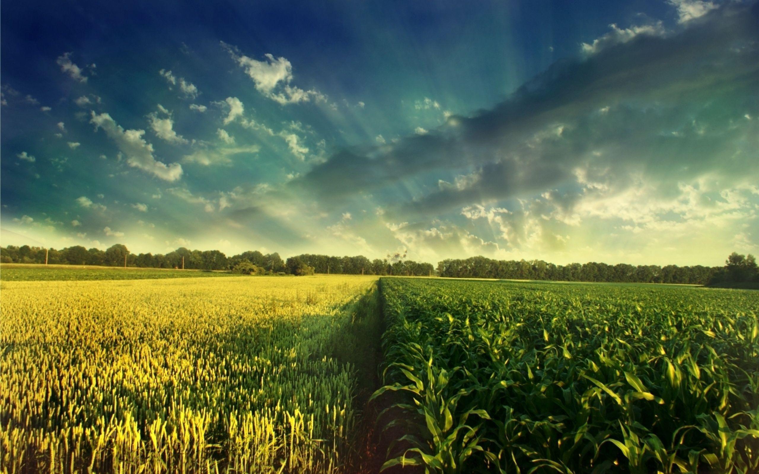 2560x1600 countries #food #exporters in the world are the United States, Brazil, China, Canada and Argentina. #USA has the highest. Field wallpaper, Landscape, Nature