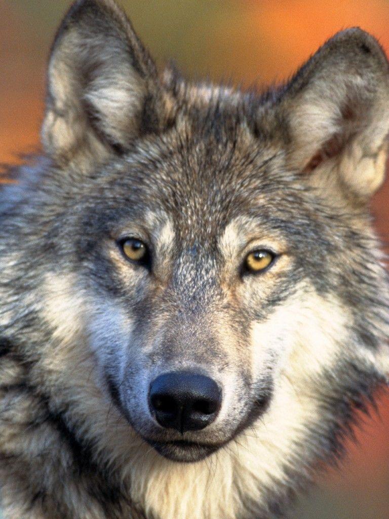 Wolf Tablet Wallpapers - Top Free Wolf Tablet Backgrounds - WallpaperAccess