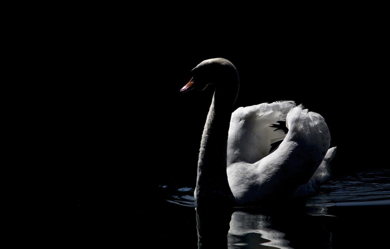 1332x850 Wallpaper dark, swan, photo, beautiful, lake, peaceful, MMaglica photo, MMaglica image for desktop, section животные