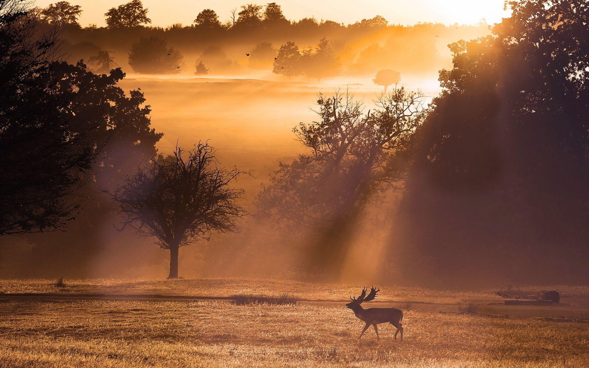 1920x1200 Deer sunset landscape