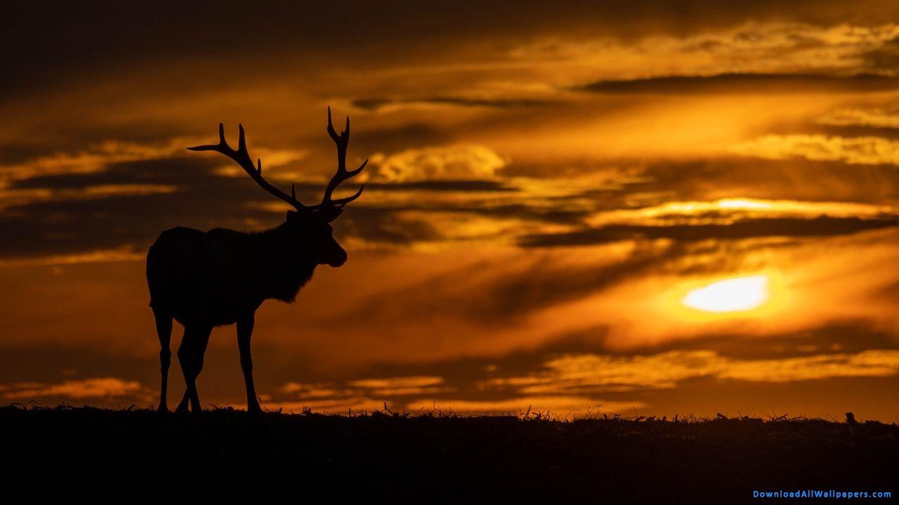 1280x720 Silhouette Reindeer During Sunset, Reindeer In Forest During Sunset, Reindeer In Forest, Reindeer Looking Back, Reindeer Animal, Reindeer, Caribou, Deer, Big Horn, Horn, Herbivore Animal, Herbivore, Looking Back, Grass, Forest, Tree, Sunlight
