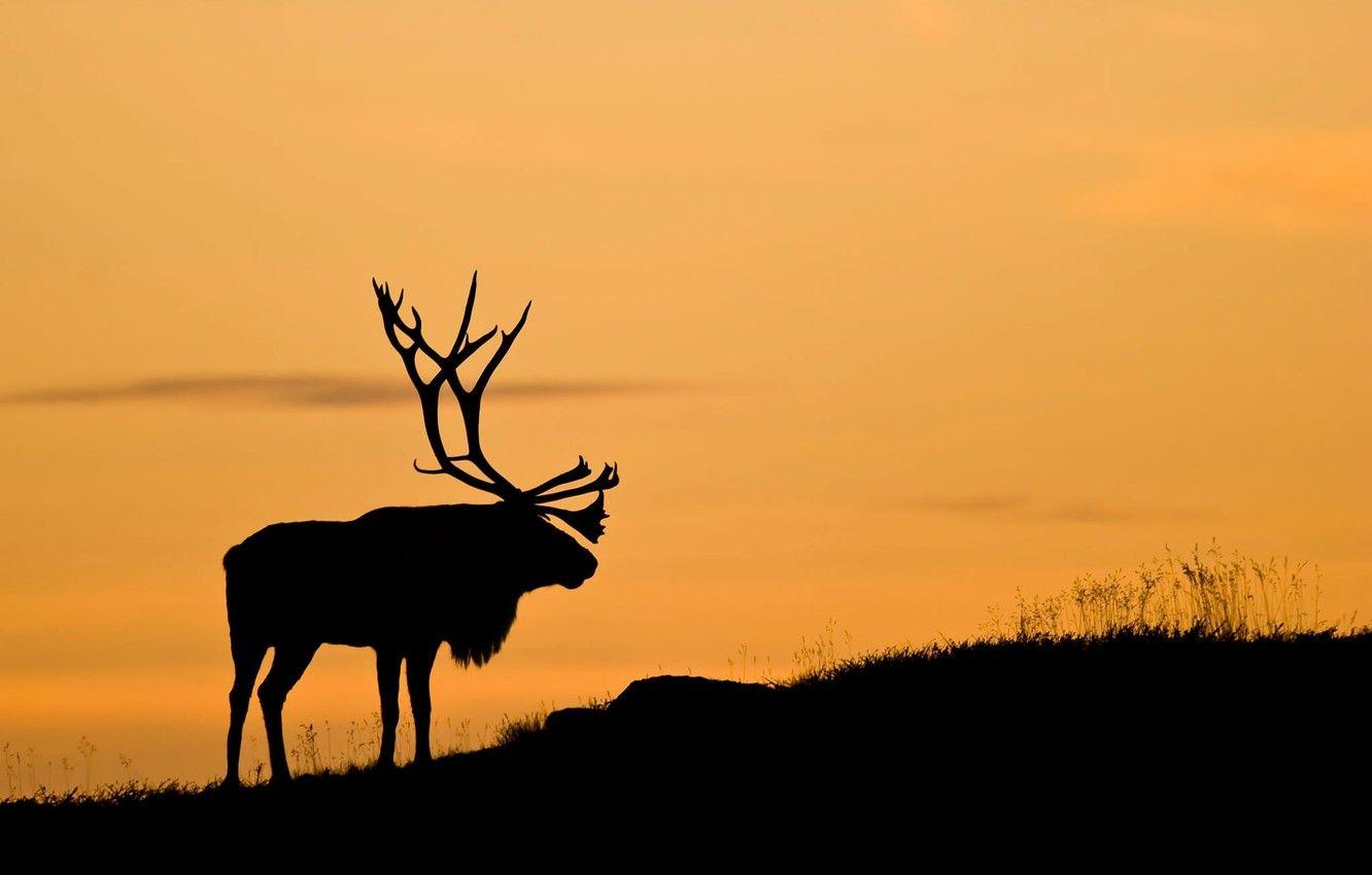 1332x850 Wallpaper sunset, silhouette, Reindeer image for desktop, section животные
