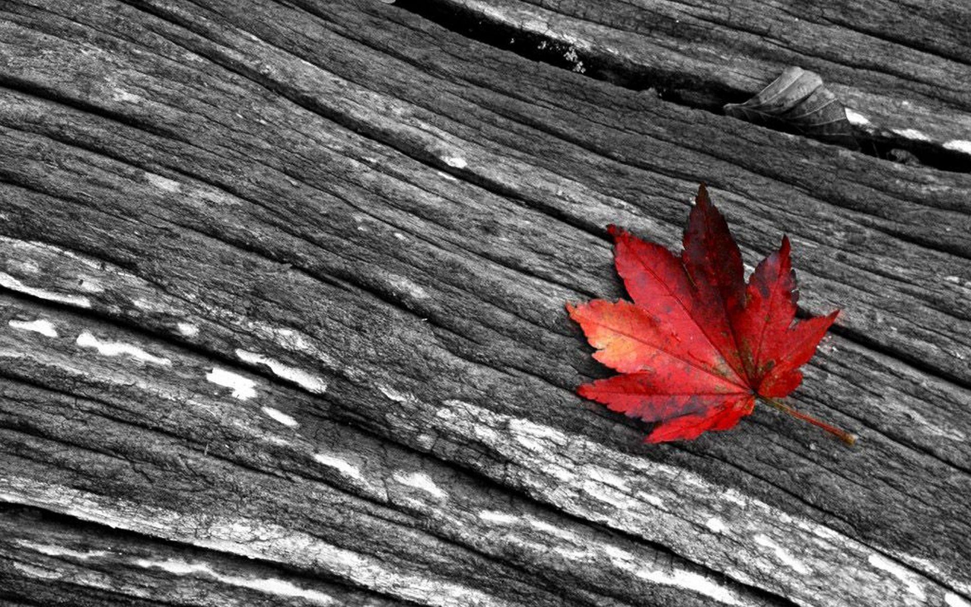 1920x1200 Black White And Red Photography Desktop HD wallpaper