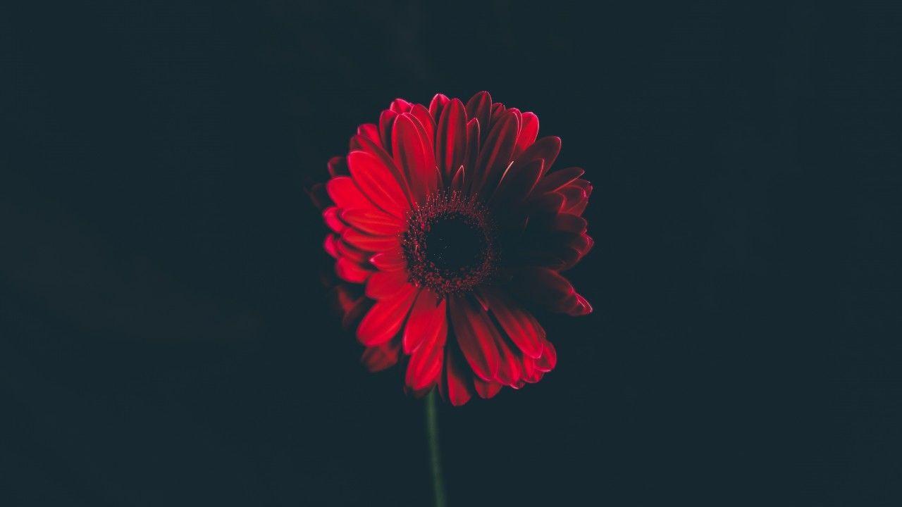 1280x720 Wallpaper Red Daisy, HD, 4K, Flowers