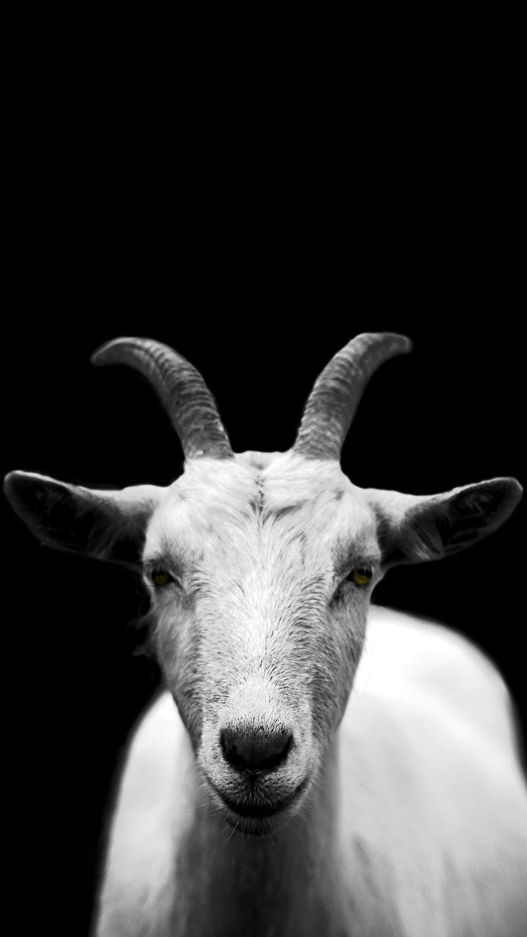 Goat Phone Wallpapers - Top Free Goat Phone Backgrounds - WallpaperAccess