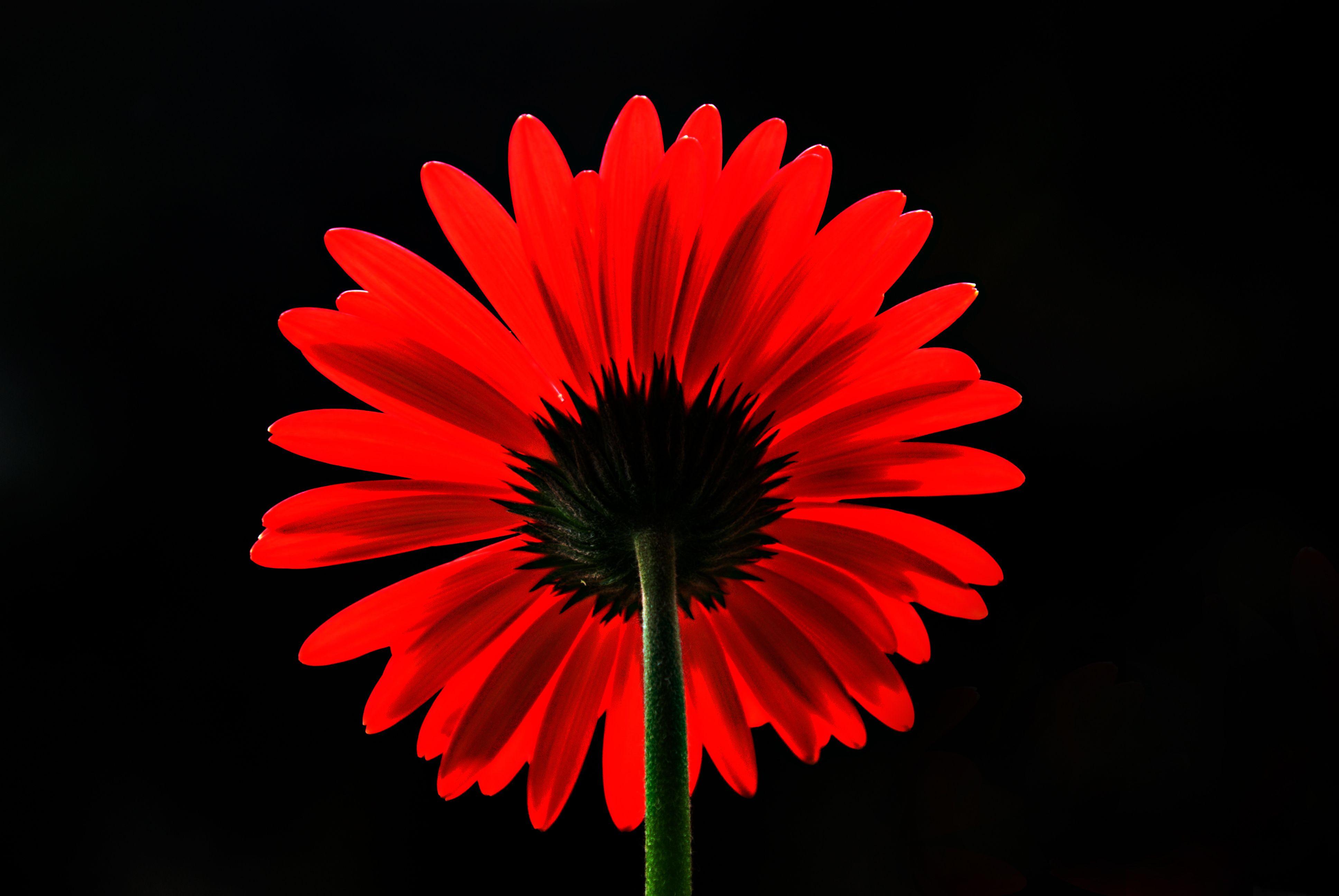 3872x2592 Wallpaper Red Daisy, Red Gerbera Daisy, 4K, Flowers