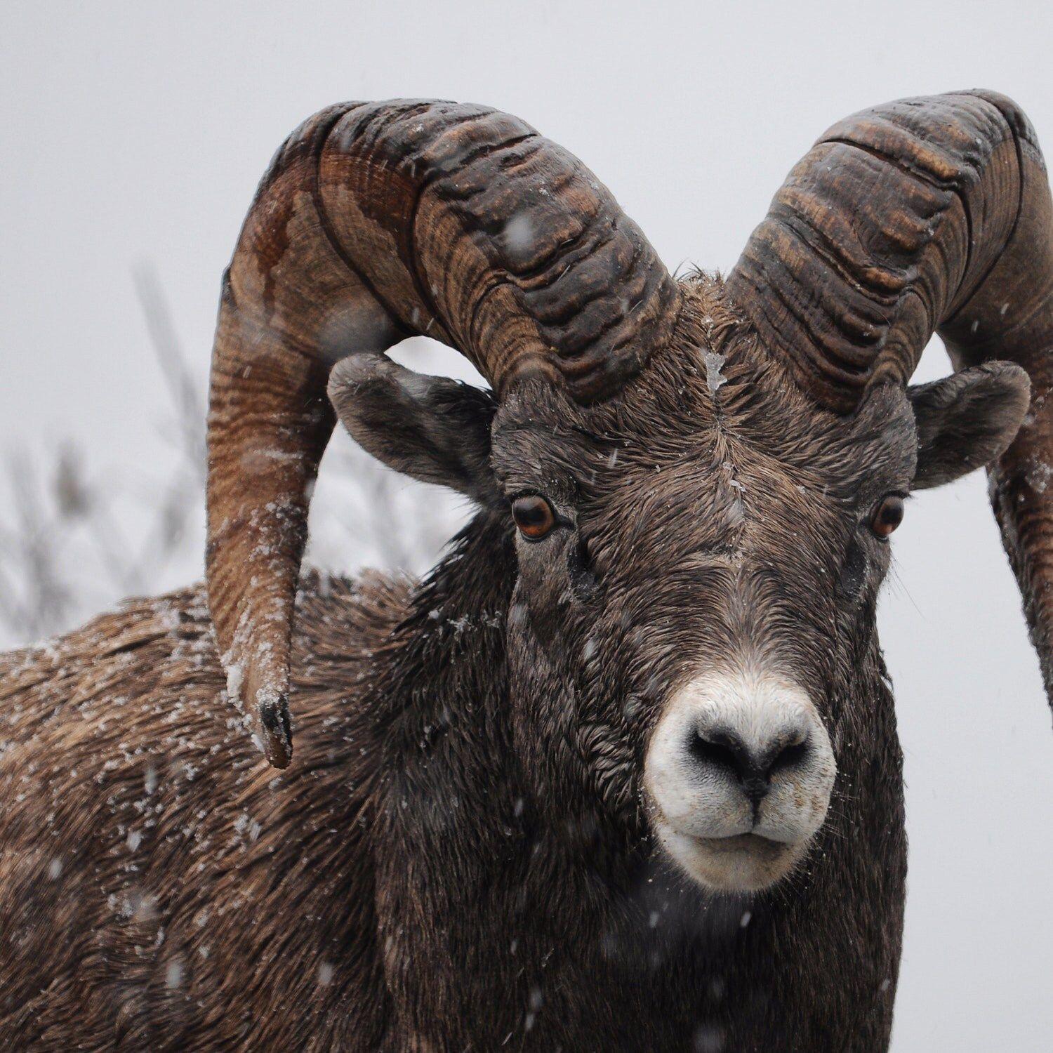 1500x1500 Mountain Goat in the Snow Background For Tech