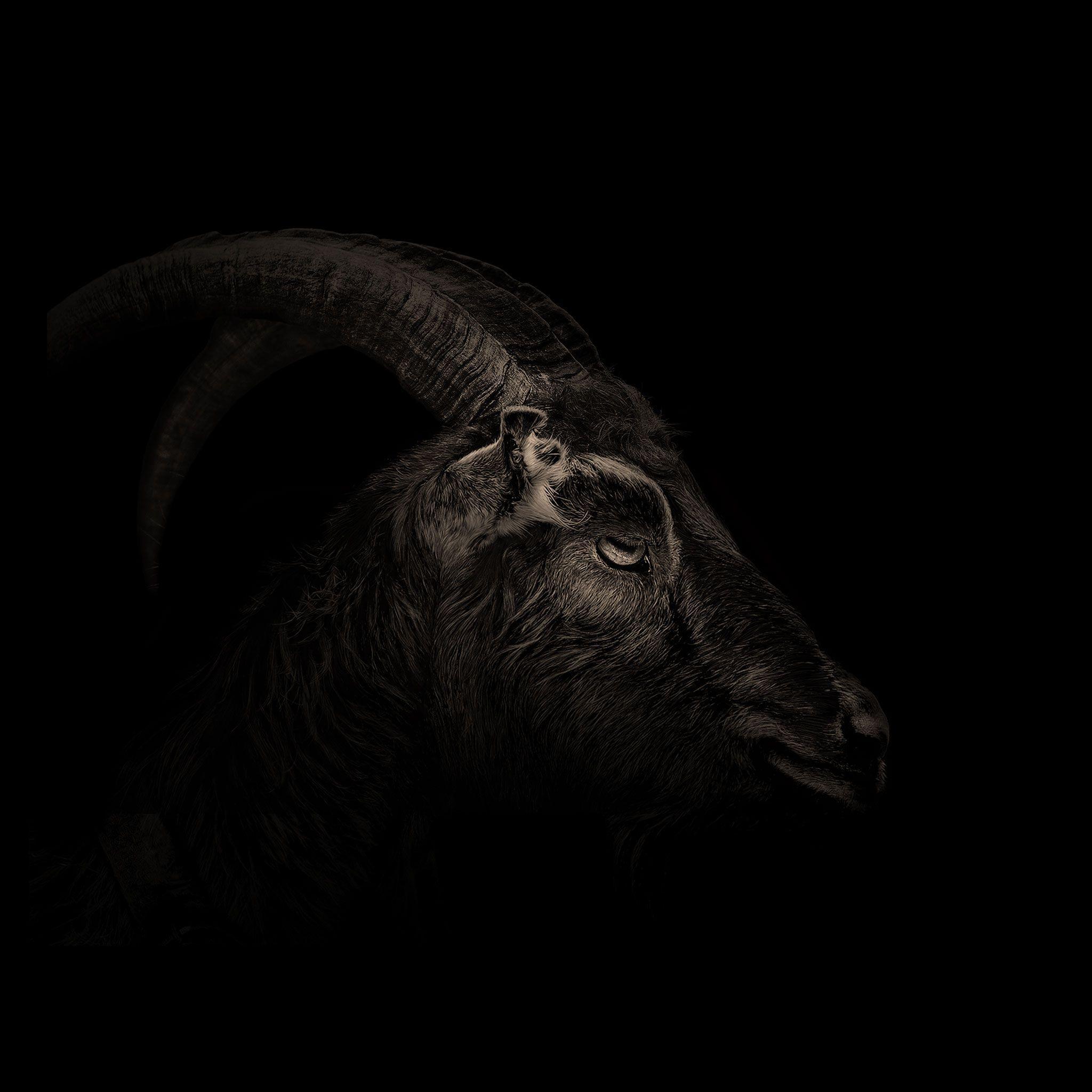 2048x2048 Goat Wallpaper