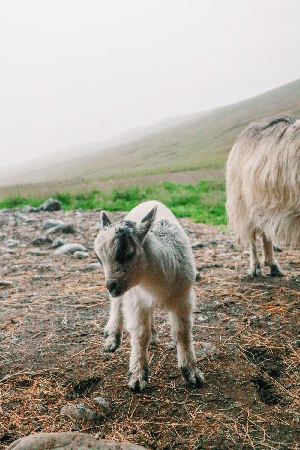 1000x1500 Goat Wallpaper Picture. Download Free Image