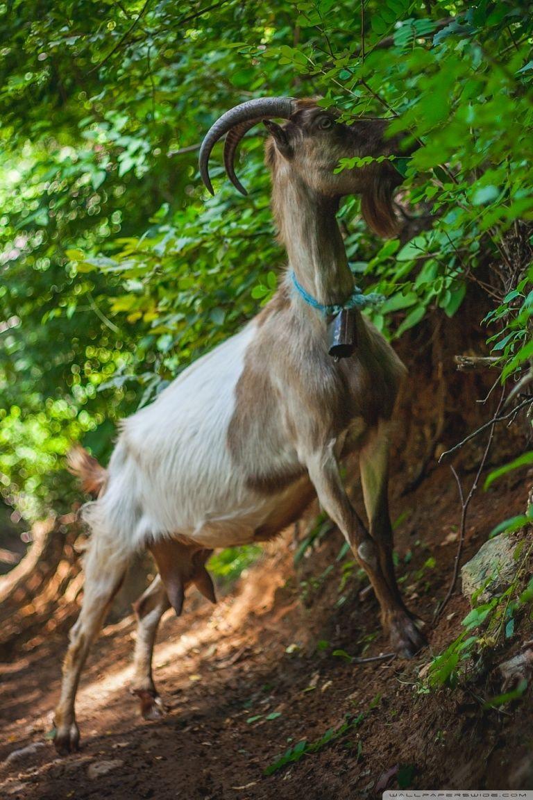 768x1152 Goat Ultra HD Desktop Background Wallpaper for : Widescreen & UltraWide Desktop & Laptop : Multi Display, Dual Monitor : Tablet