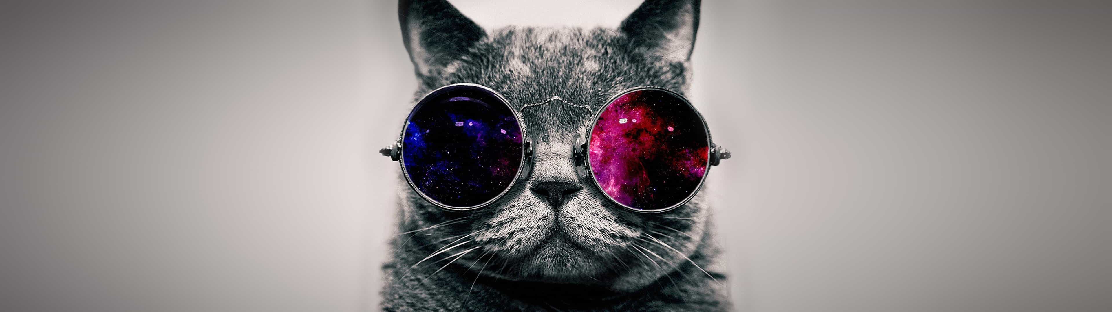 Cat Wearing Glasses Wallpapers - Top Free Cat Wearing Glasses Backgrounds - WallpaperAccess