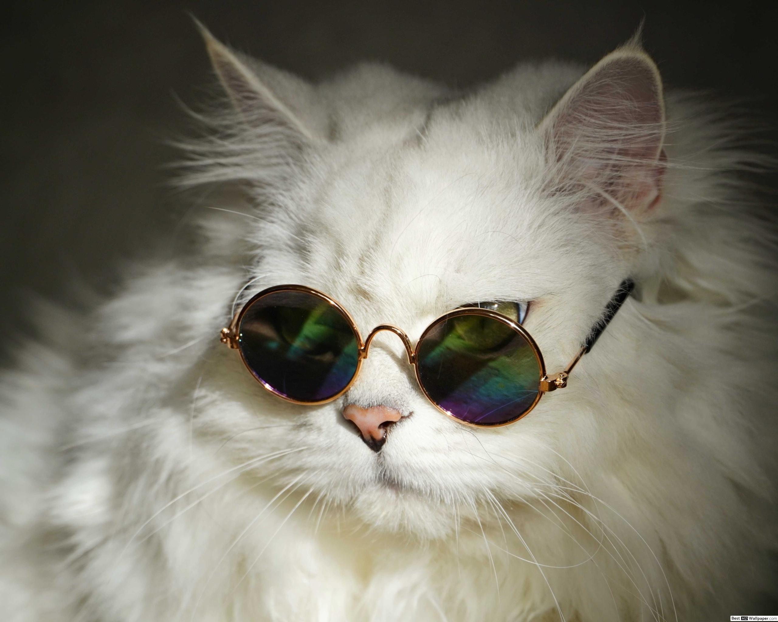 Cat Wearing Glasses Wallpaper