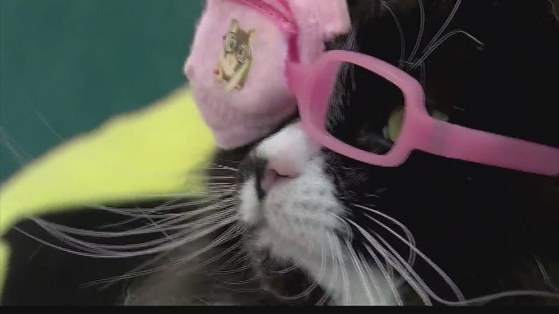 1920x1080 CUTE: This cat helps kids pick out glasses