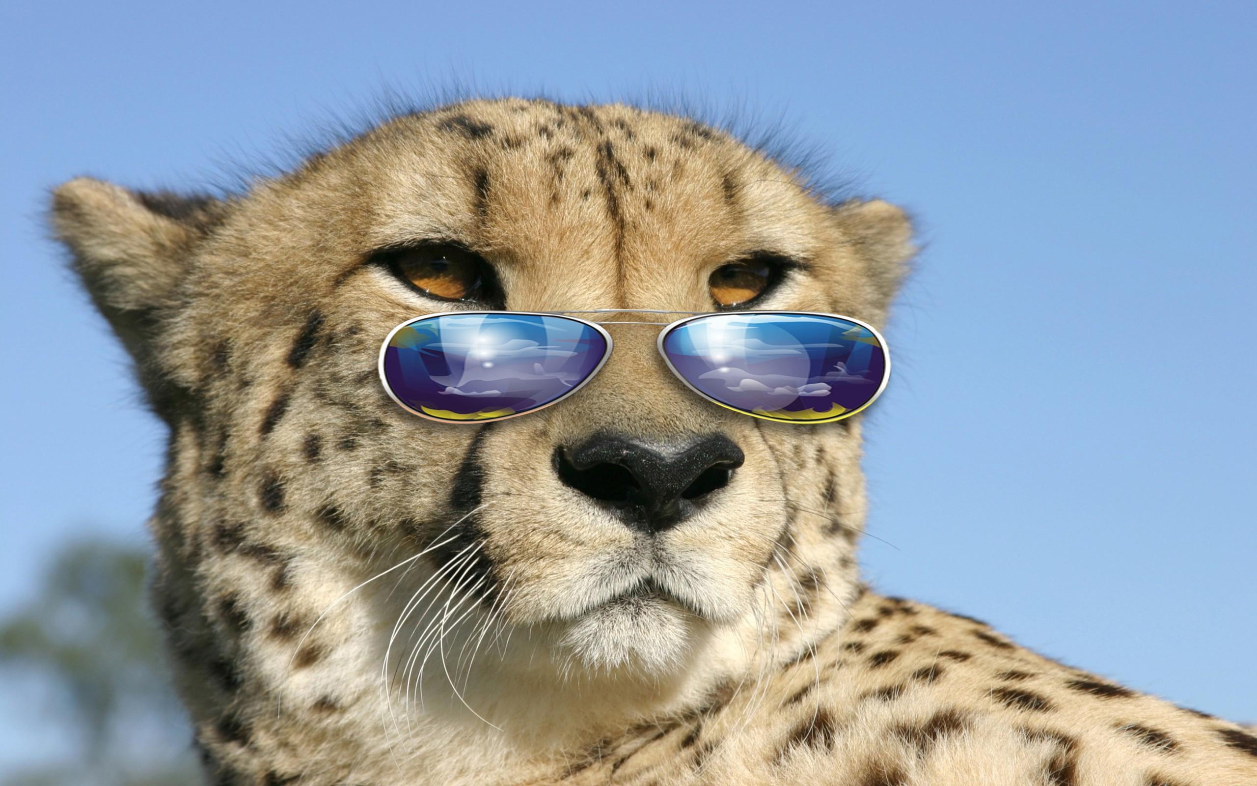 2560x1600 Cool Big Cat HD desktop wallpaper : Widescreen : High Definition