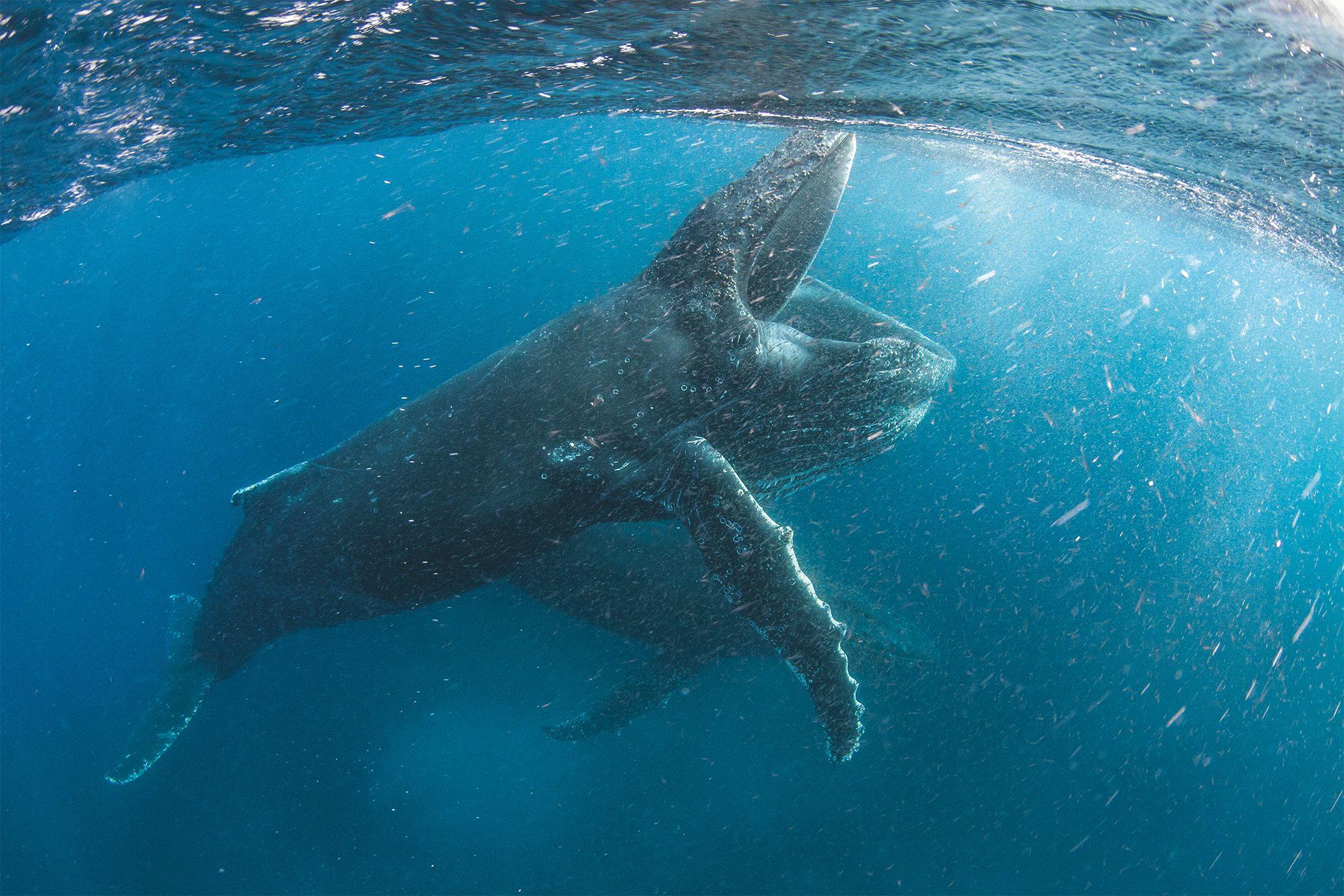 2070x1380 Netflix's Nature Documentary Series Our Planet Premiere Date and
