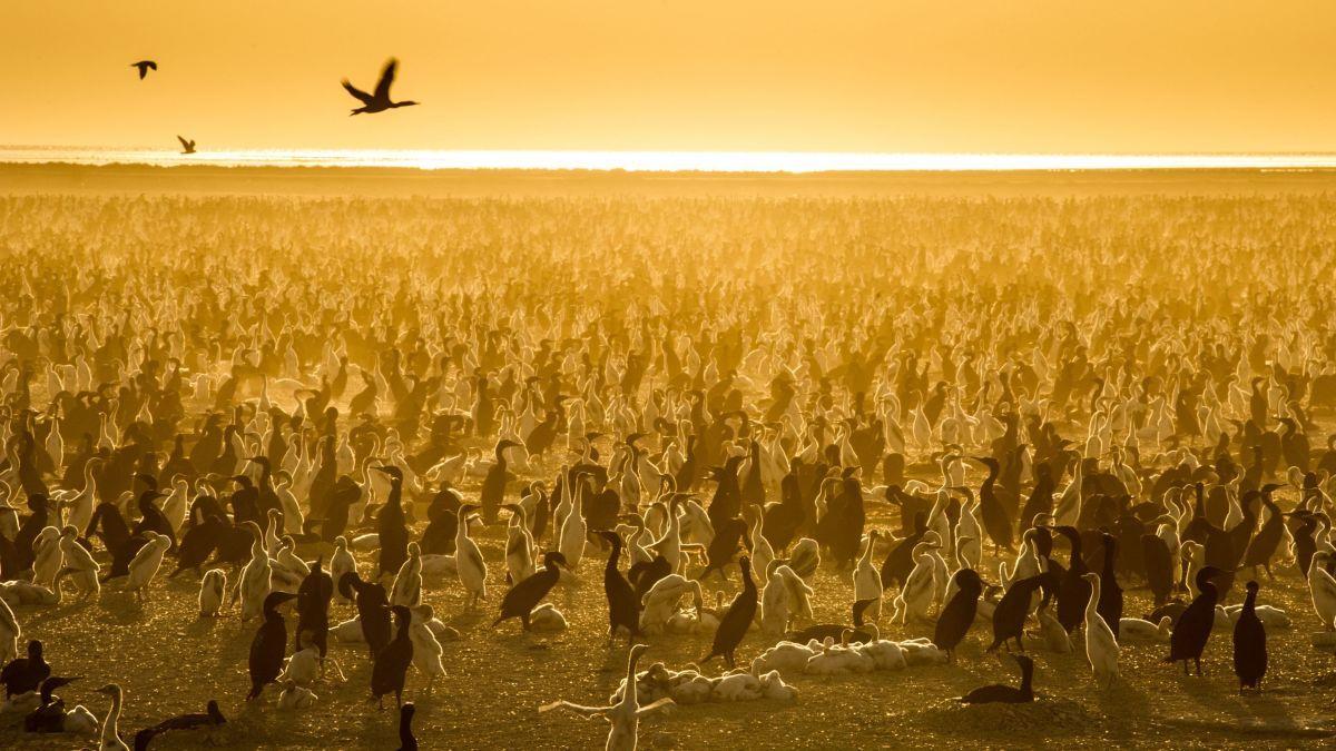 1200x675 Netflix's Our Planet Delivers Thrills, But Something's Missing