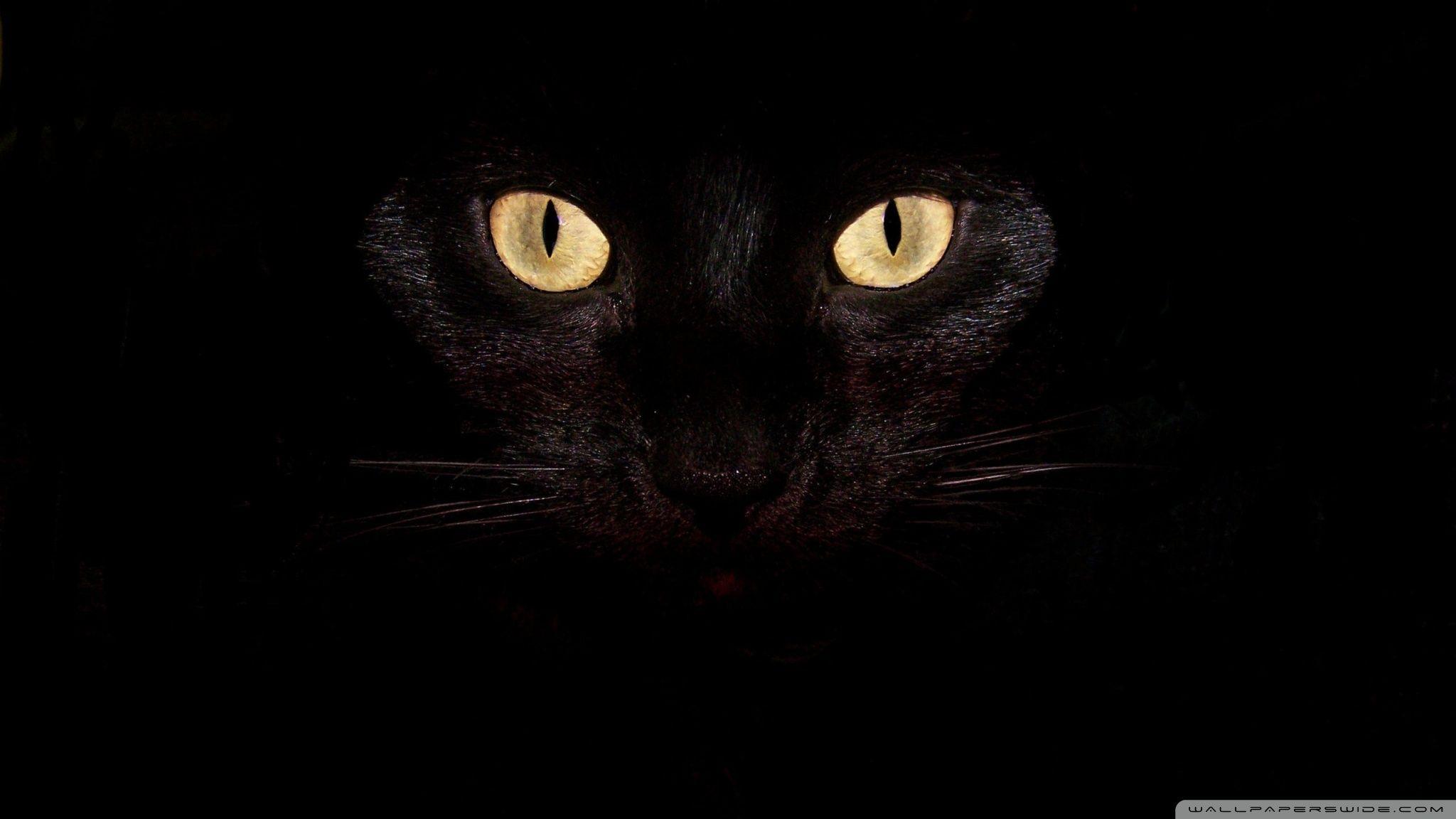 2048x1152 Cat eyes HD wallpaperx1152