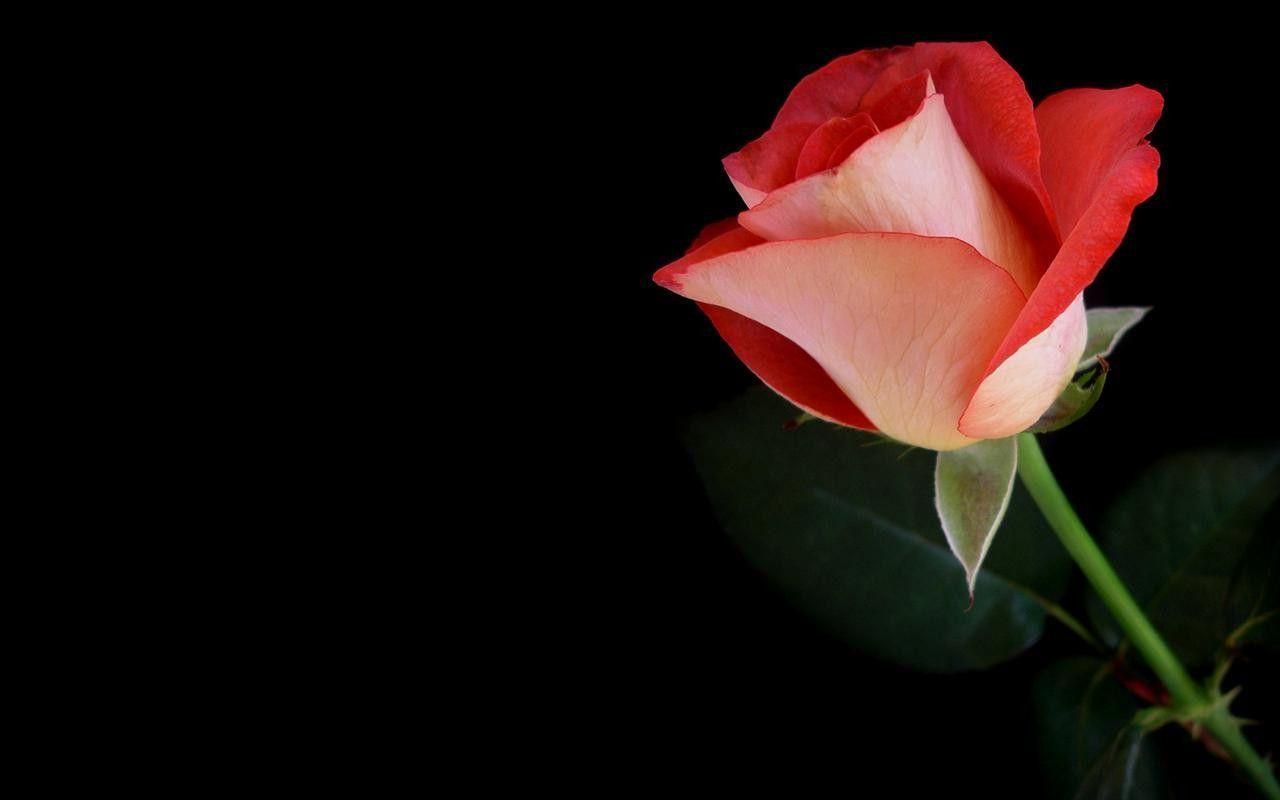 1280x800 K Ultra HD Rose Wallpaper HD Desktop Background x. HD Wallpaper