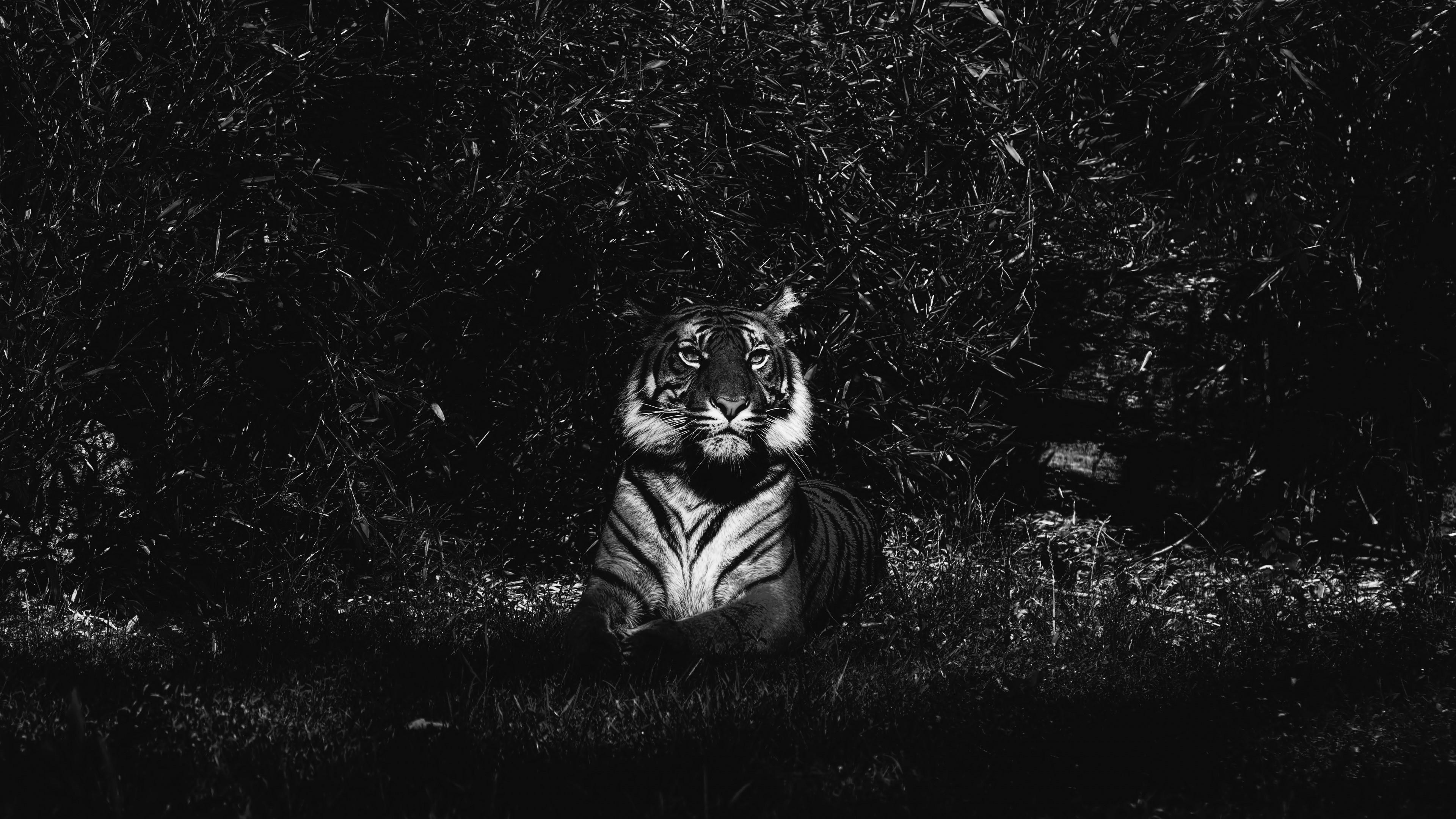 3840x2160 Tiger And White Photography Wallpaper. Wallpaper Studio 10