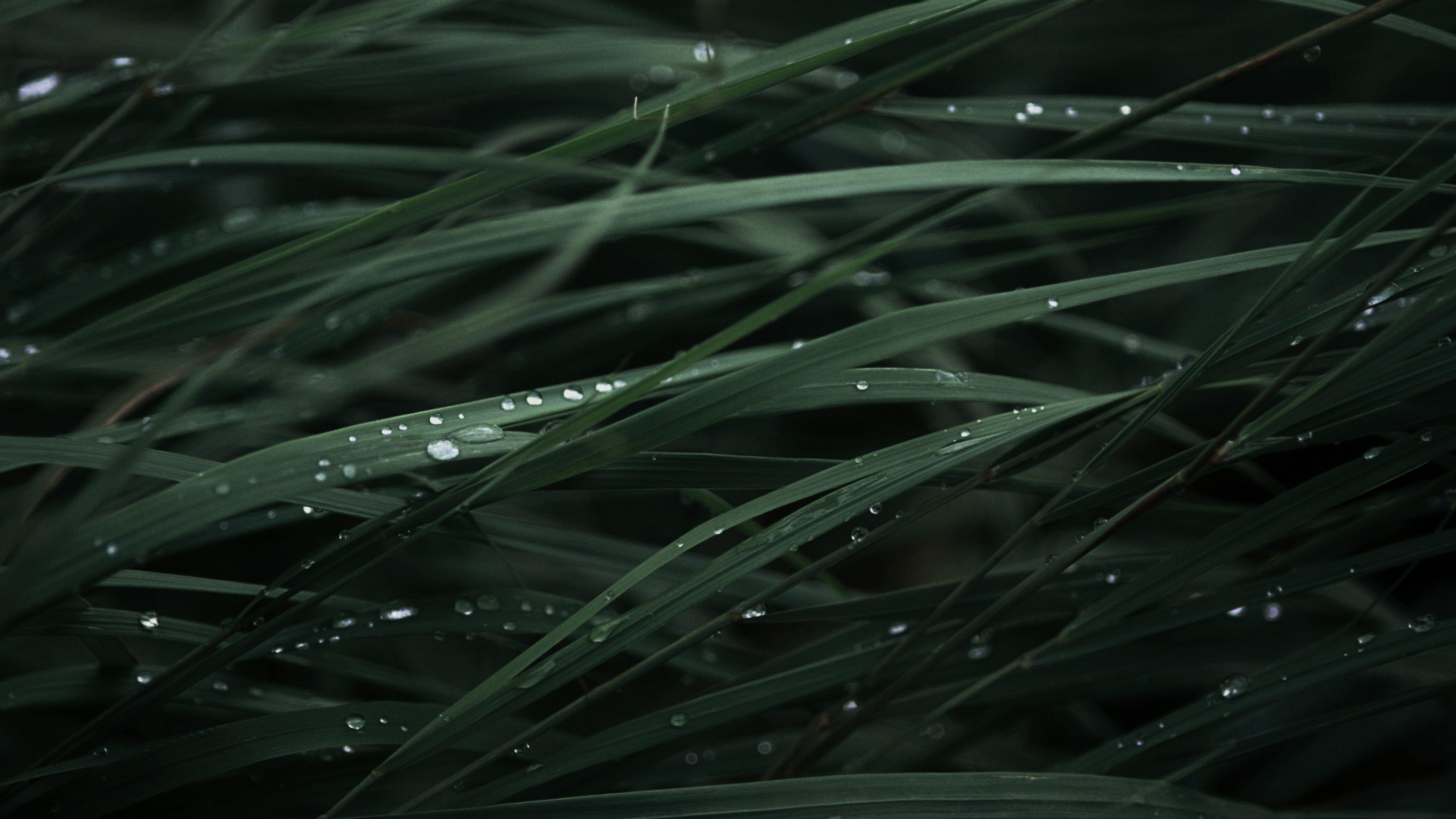 3840x2160 Download Black Grass Dew Drops Ultra HD Wallpaper for desktop