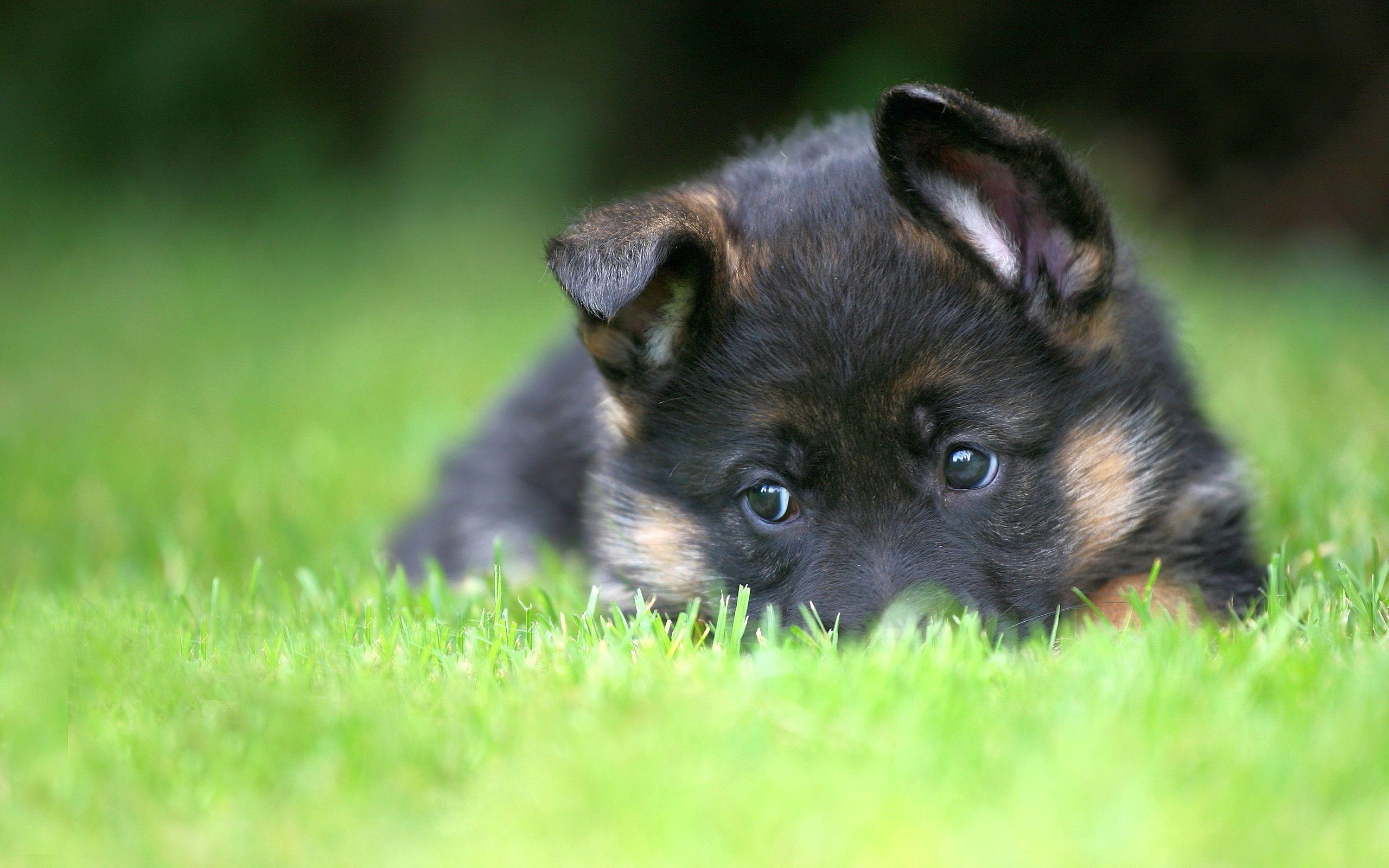2560x1600 German Shepherd (Puppy, Lie, Grass, Green) HD Dog Wallpaper