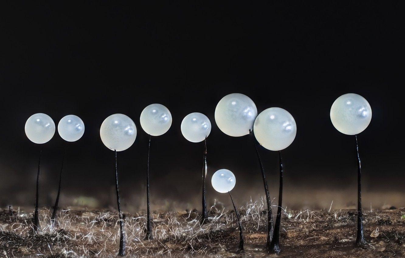 Micro Wallpapers - Top Free Micro Backgrounds - WallpaperAccess