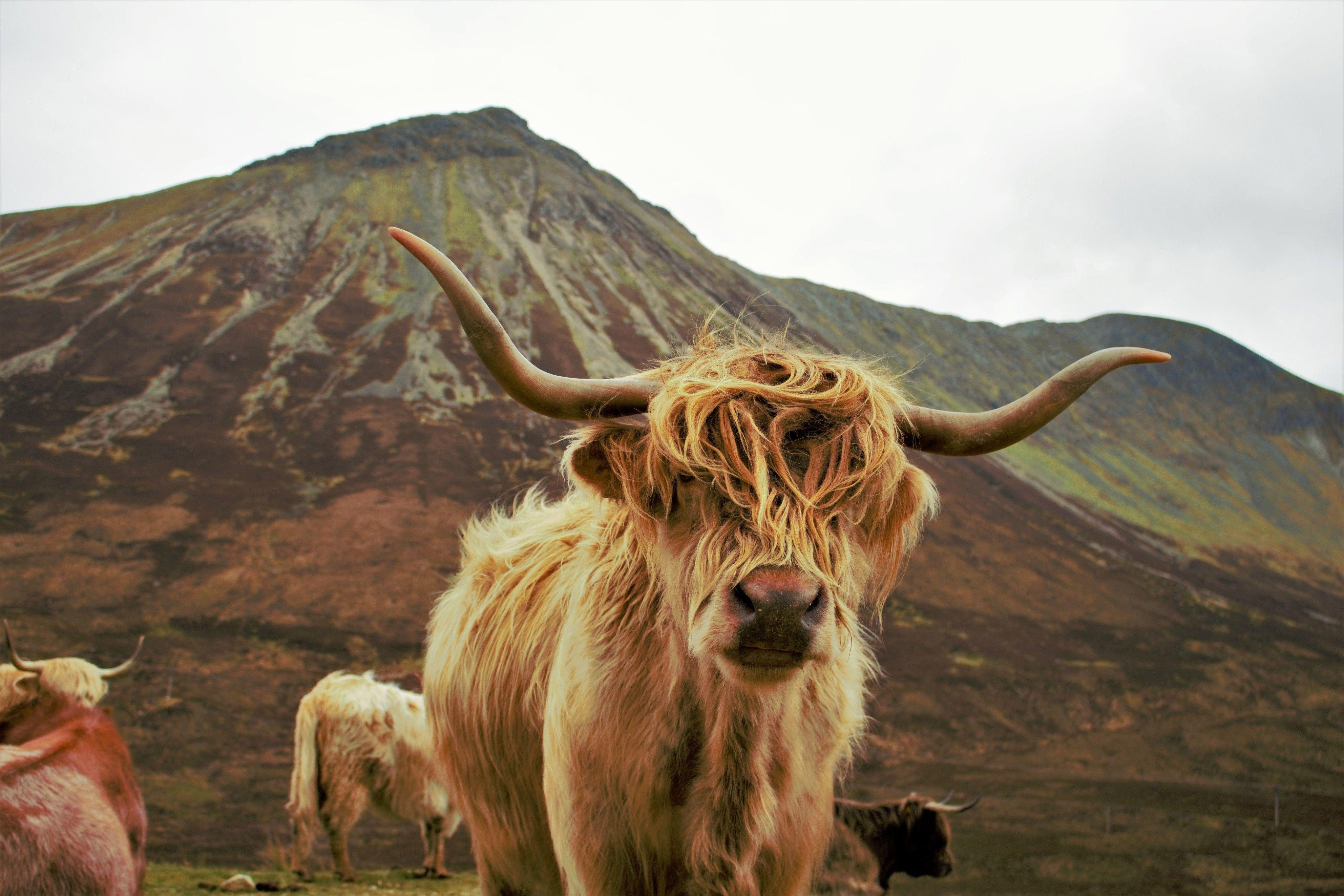 Highland Cow Wallpapers Top Free Highland Cow Backgrounds Highland Cow Wallpapers Top Free Highland Cow Backgrounds