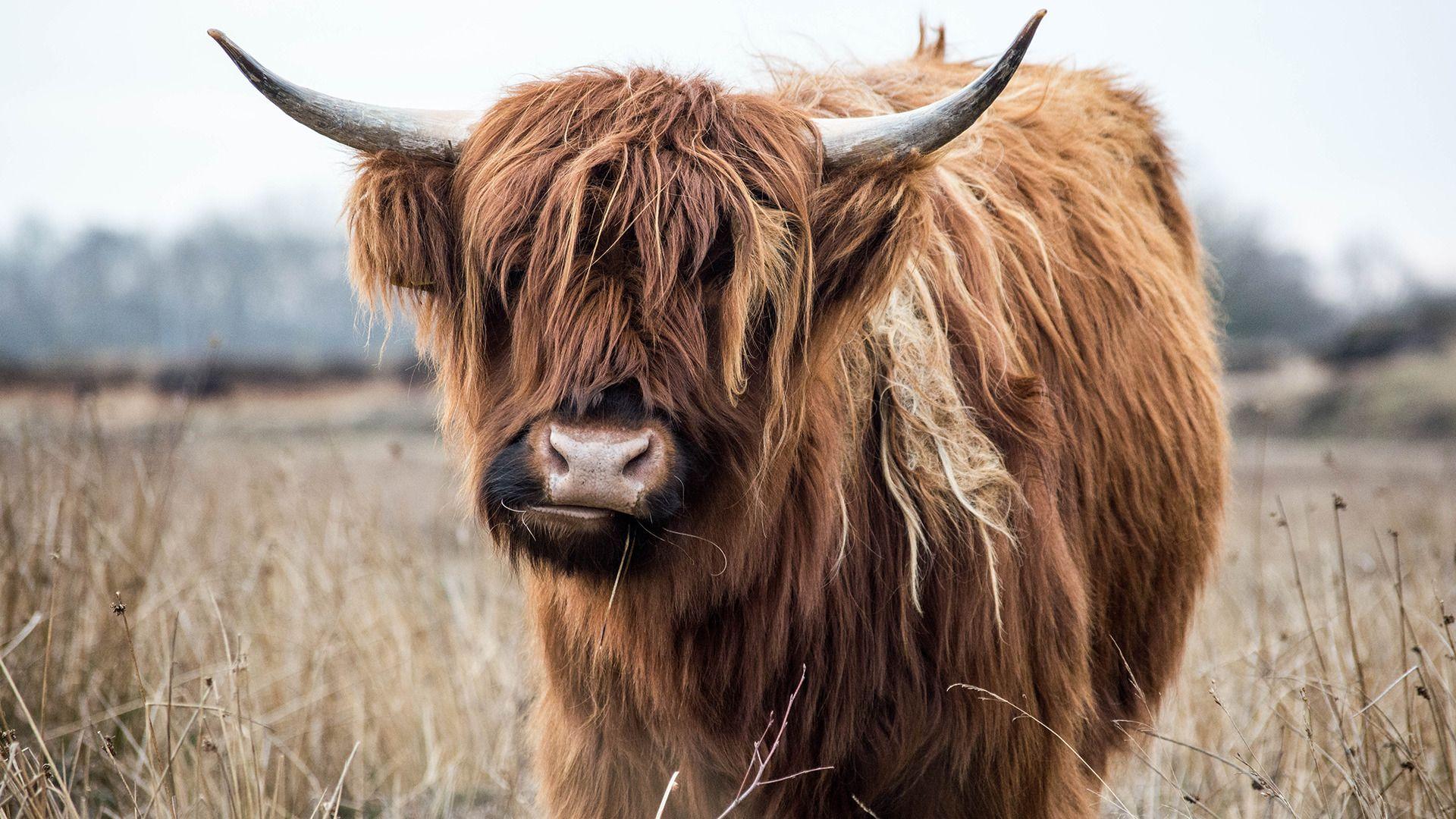 Highland Cow Wallpapers Top Free Highland Cow Backgrounds ...