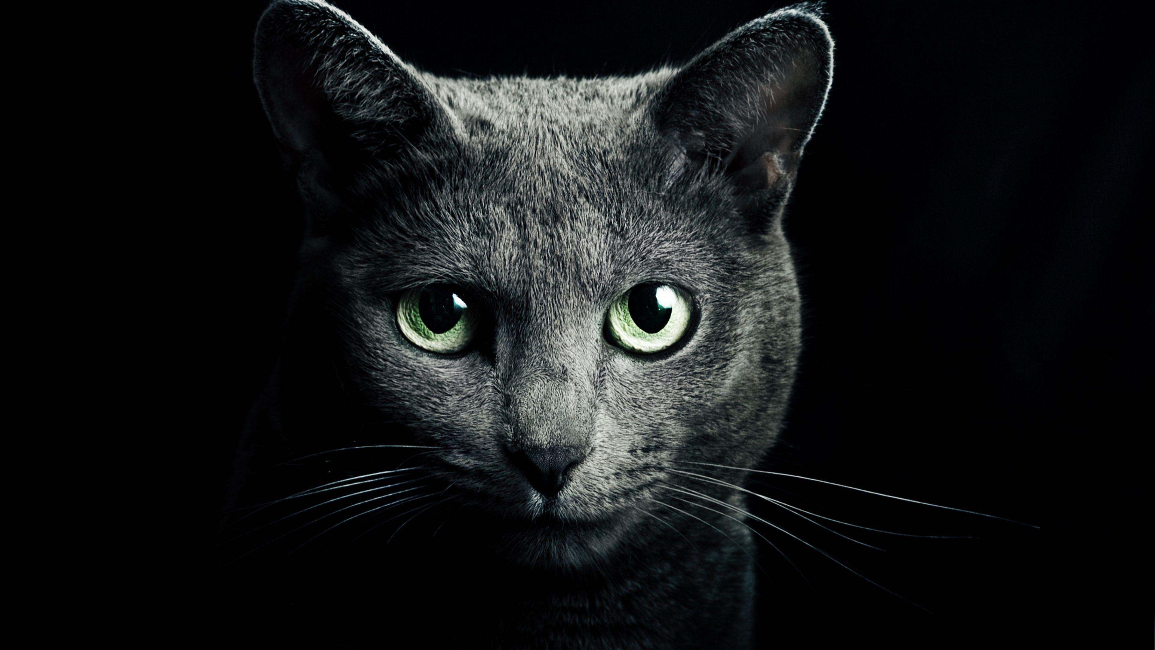 3840x2160 Wallpaper 3840×2160 Cat Black Breed Russian Blue Eyes Green Eyes