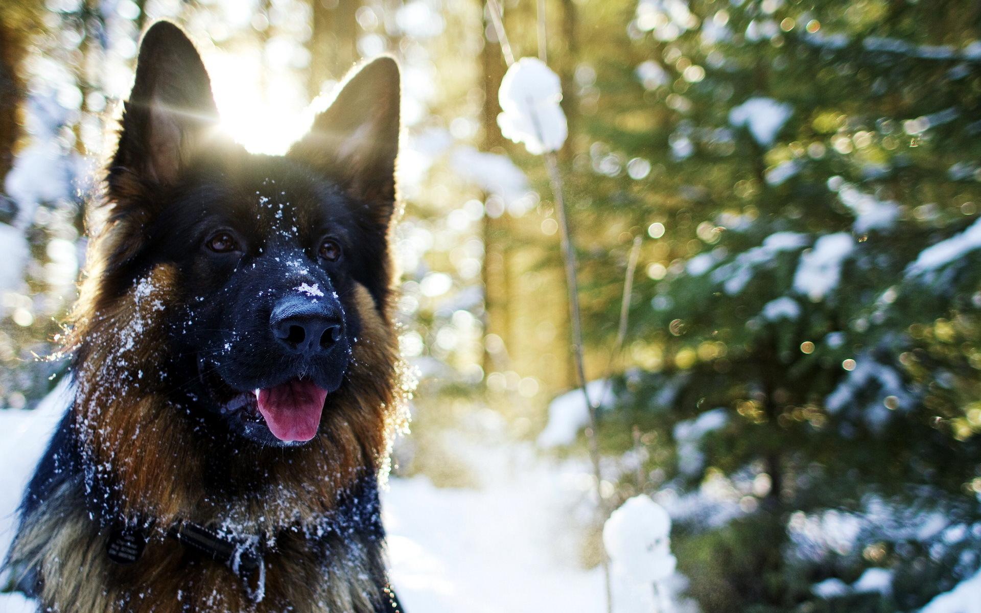 1920x1200 Best Dog Food for German Shepherd